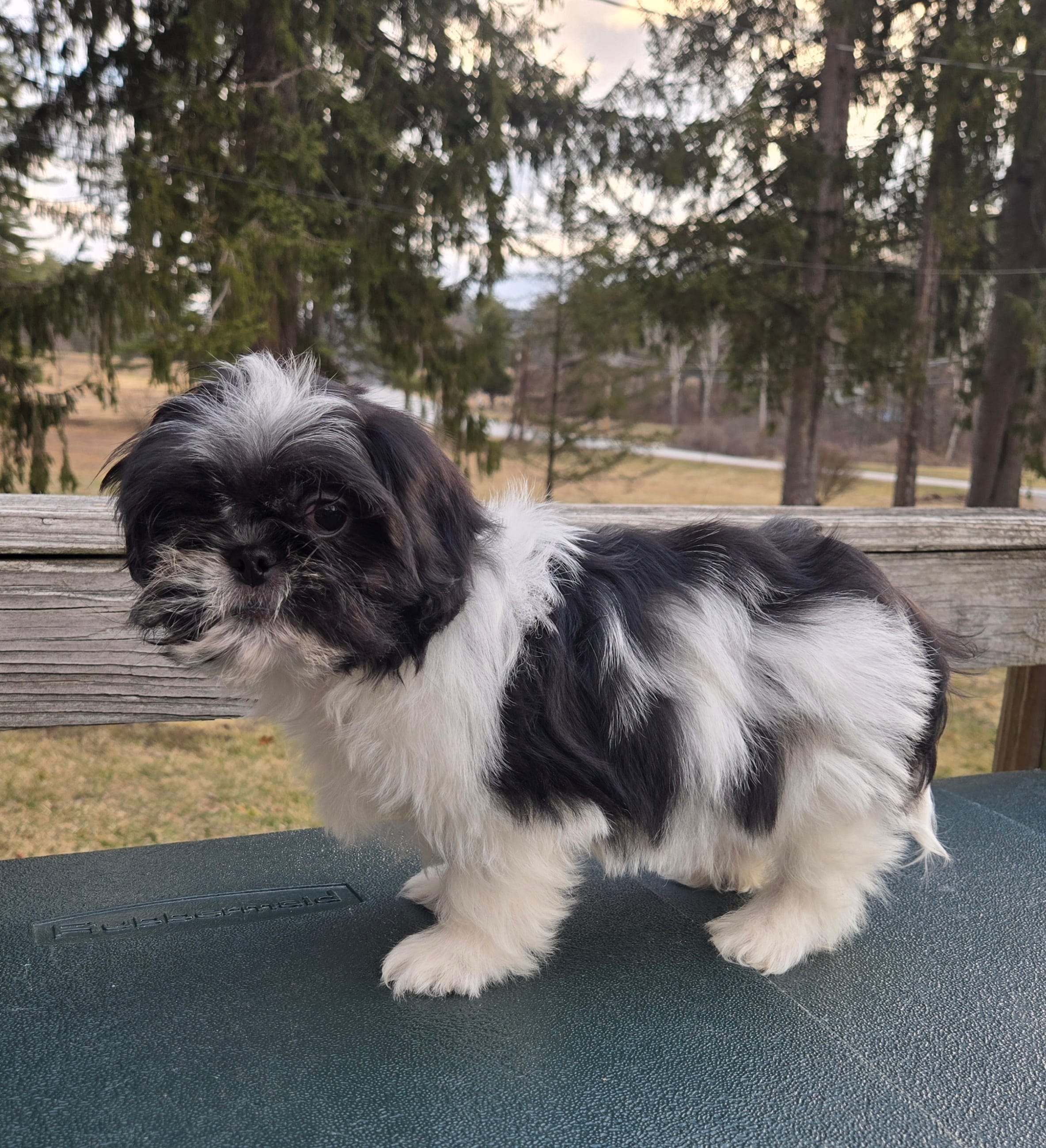Oreo SHINESE BREED  – Shih Tzu puppy for sale in Ticonderoga, NY