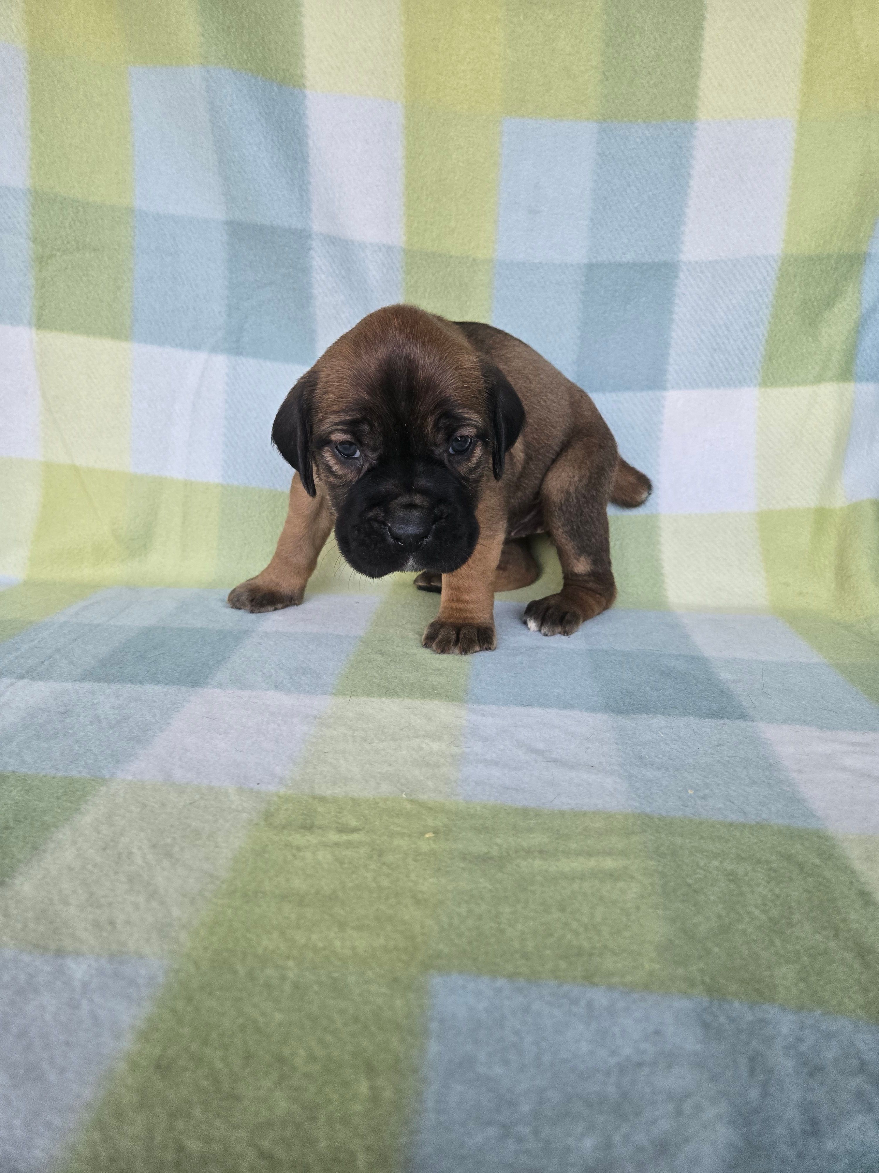 Scarlett  – Cane Corso puppy for sale in Ticonderoga, NY