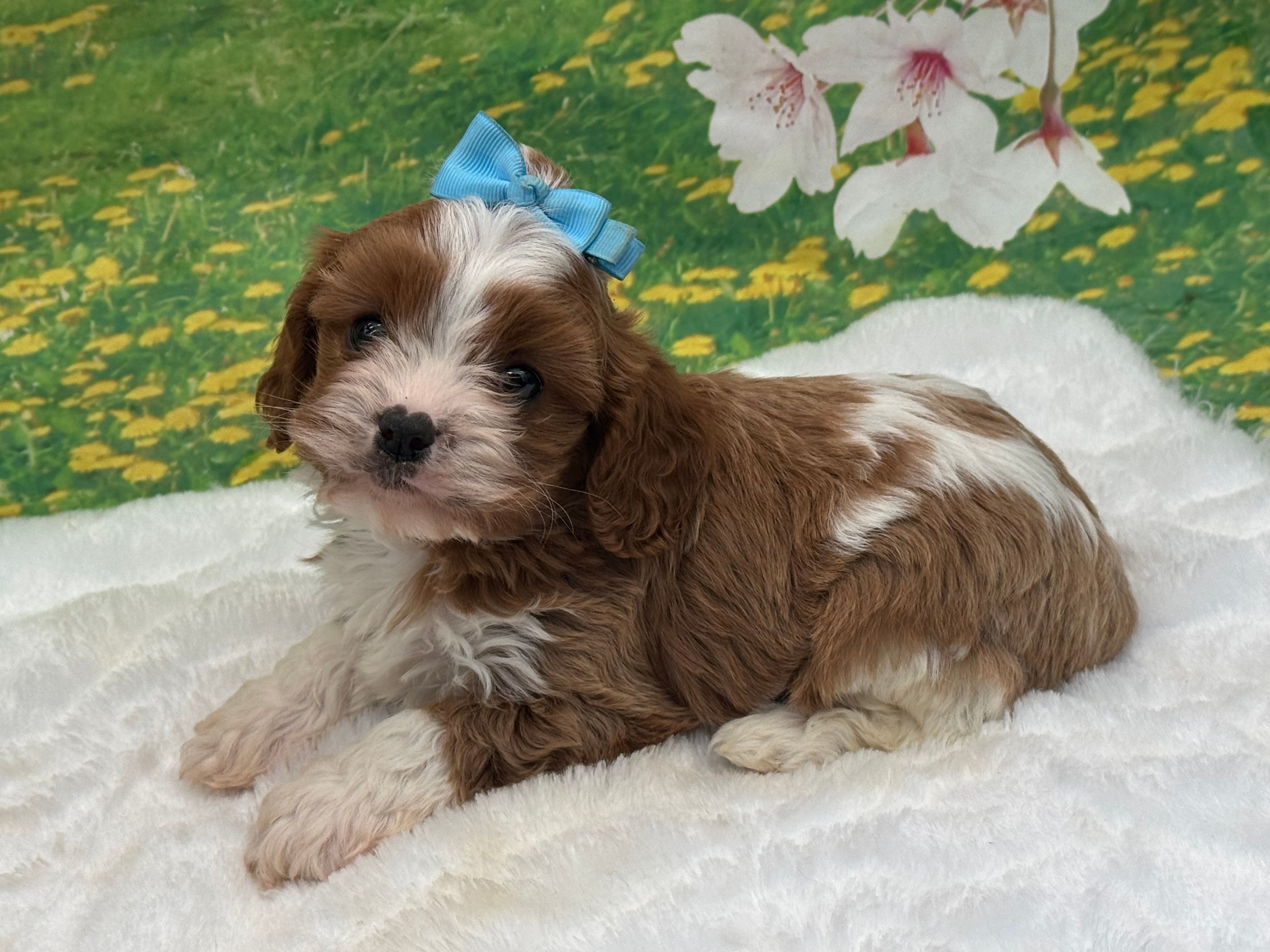 Teddy – Cavapoo puppy for sale in Mulberry, KS