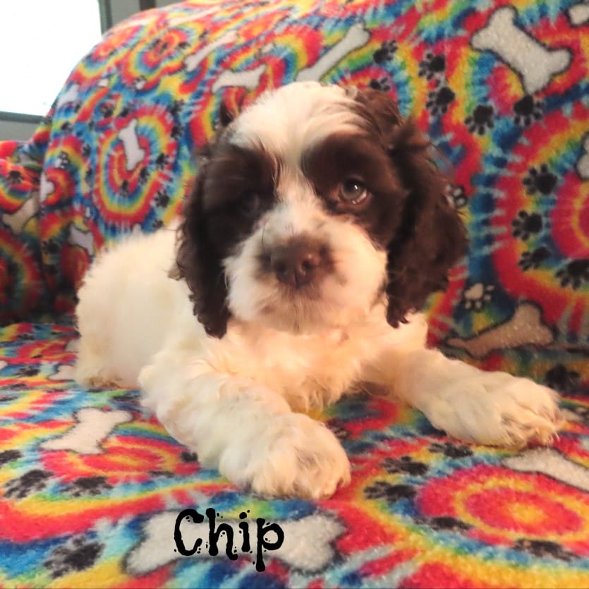 CKC Chip – Cockapoo puppy for sale in Winston-Salem, NC