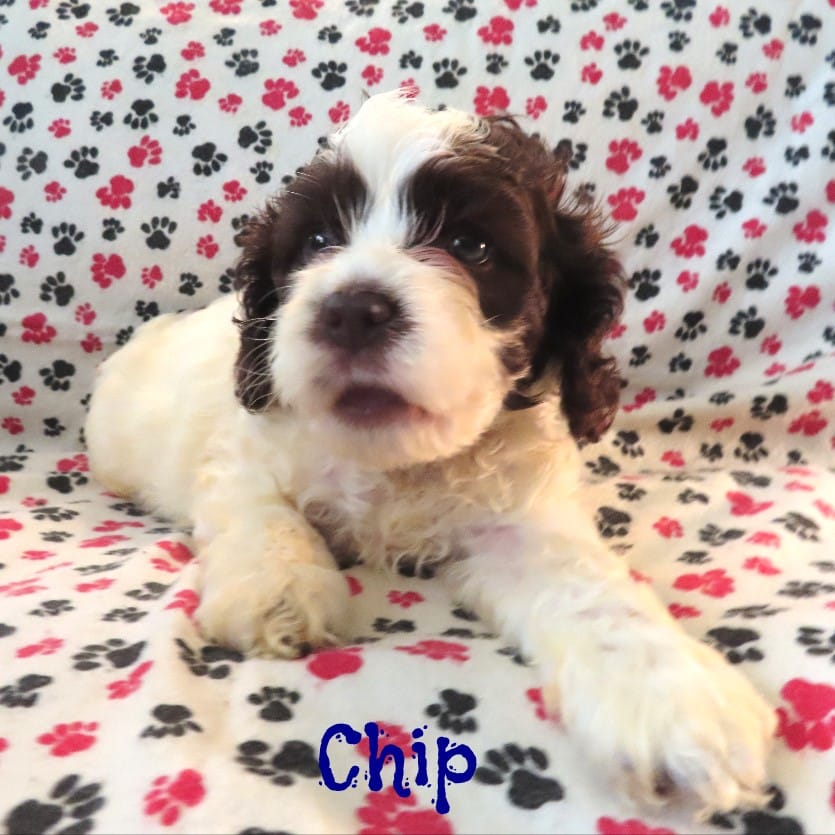 CKC Chip – Cockapoo puppy for sale in Winston-Salem, NC