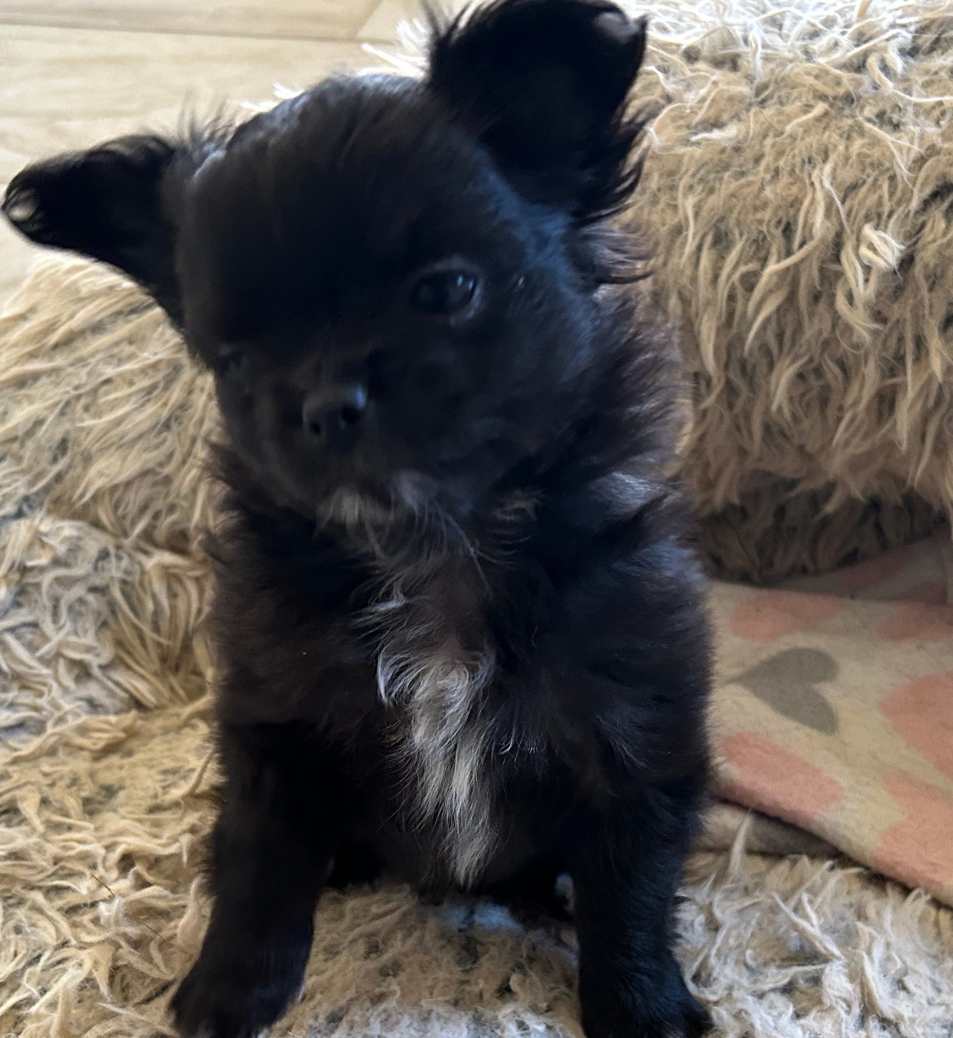 AKC Vinnie – Chihuahua puppy for sale in Hampton Beach, NH