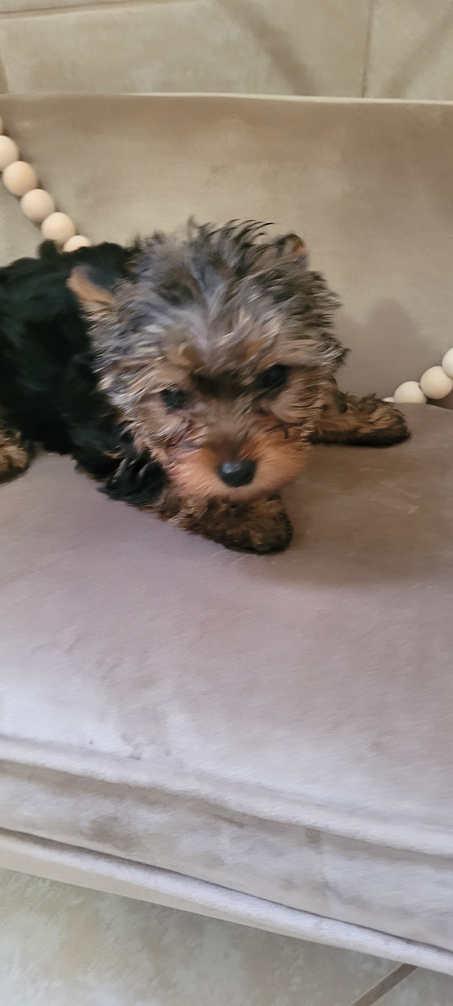 Female puppy 1 – Yorkshire Terrier puppy for sale in Marbury, AL