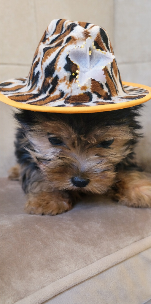 Female – Yorkshire Terrier puppy for sale in Marbury, AL