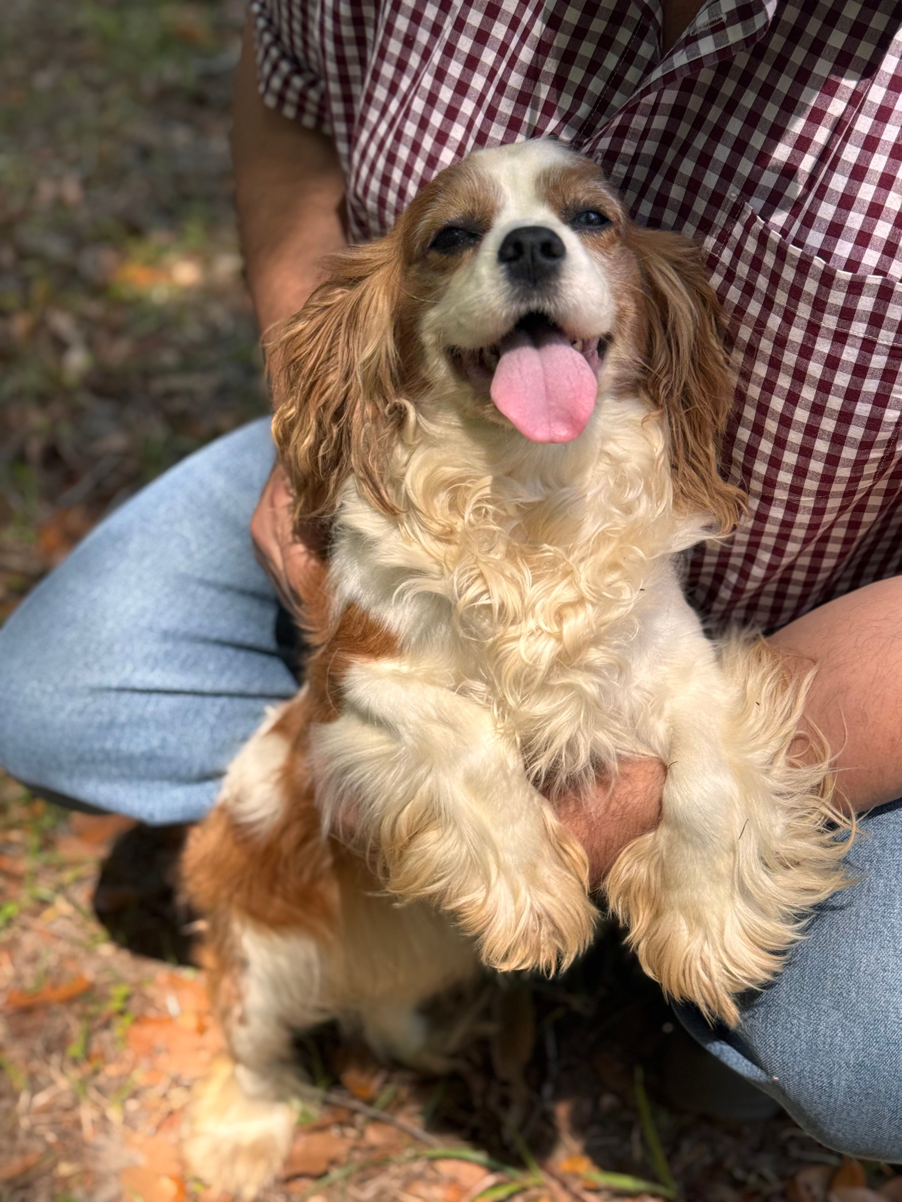 Caitee – Cavalier King Charles Spaniel puppy for sale in Lake Butler, FL