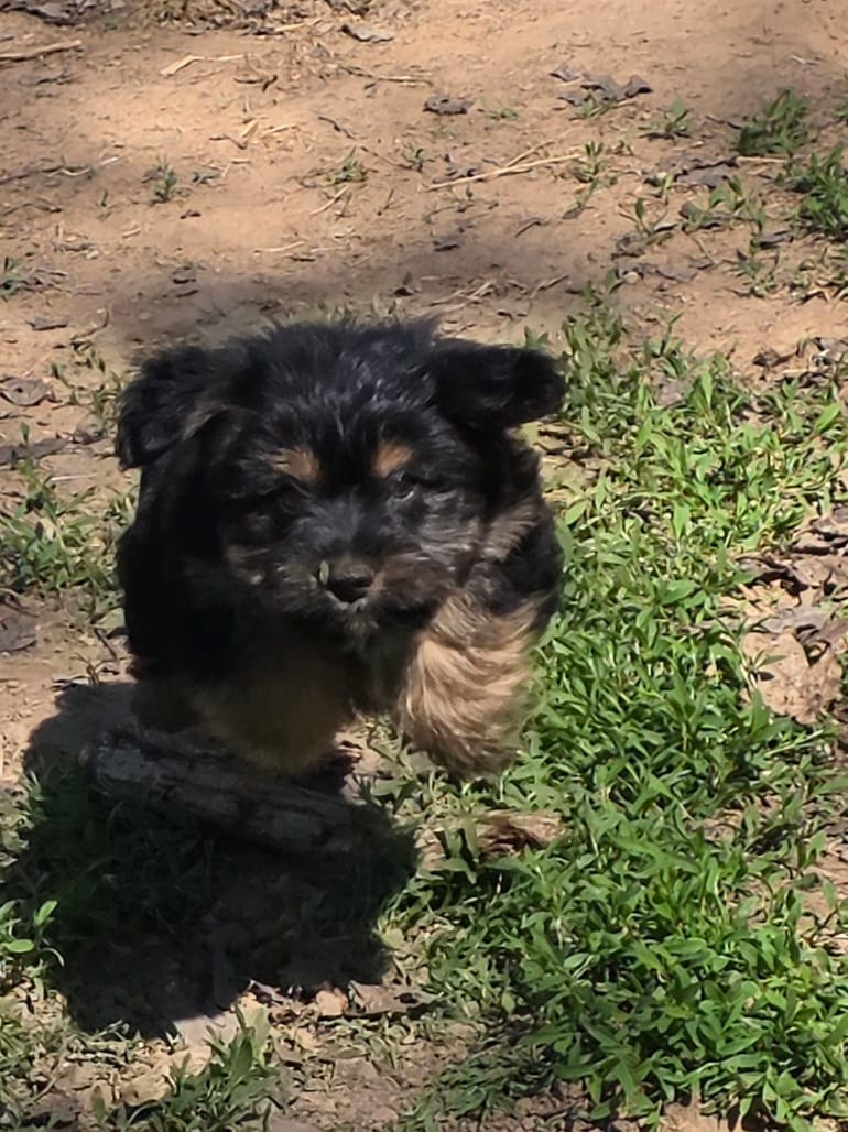 Yorkie baby – French Bulldog, Yorkshire Terrier puppy for sale in Huddleston, VA