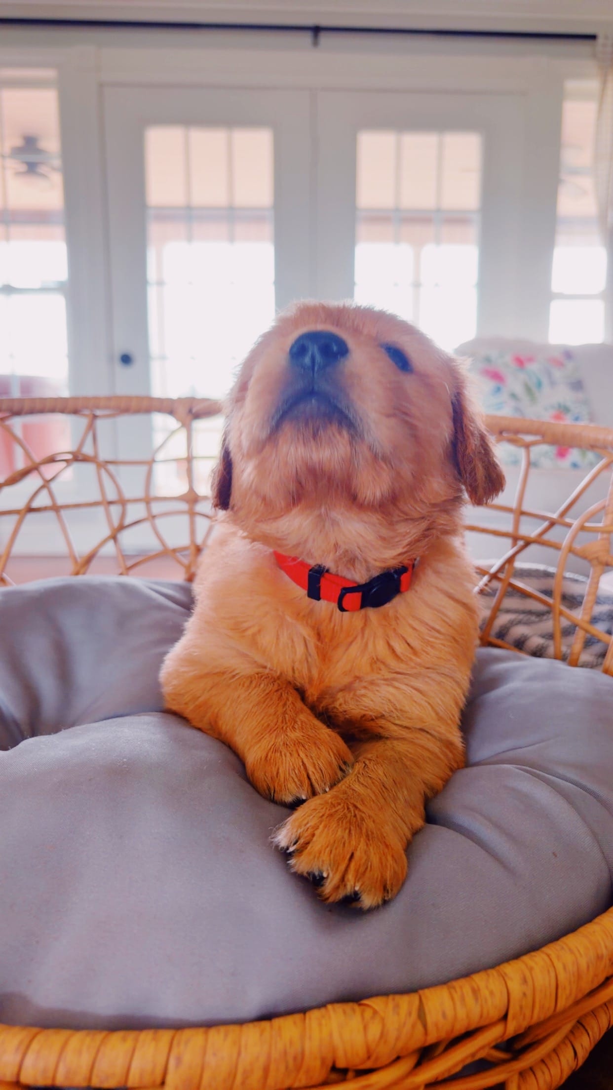 Male Golden Retriever  AKC registered red collar  – Golden Retriever puppy for sale in Alamo, TN