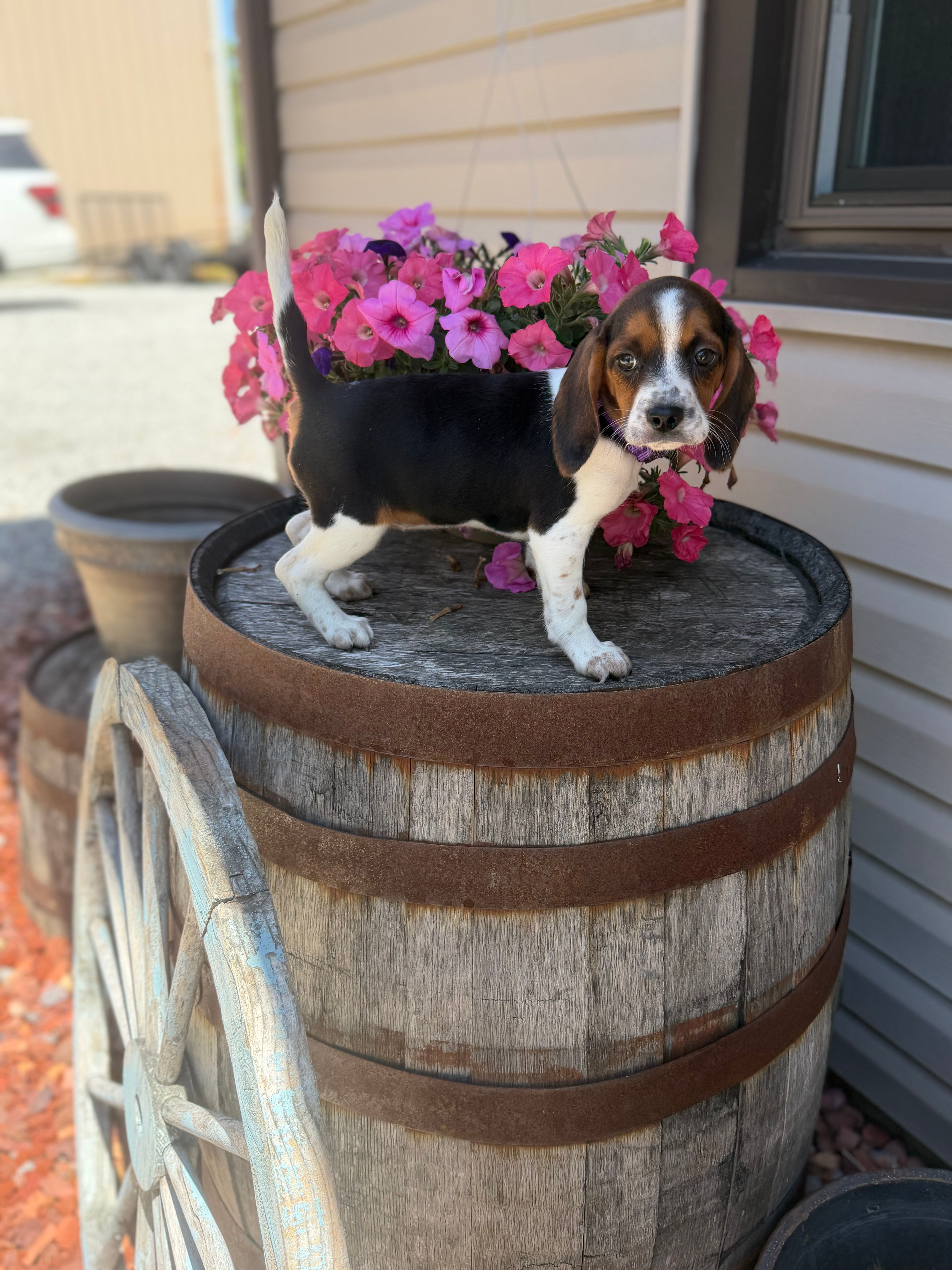 Lilac – Beagle puppy for sale in Benton, IL