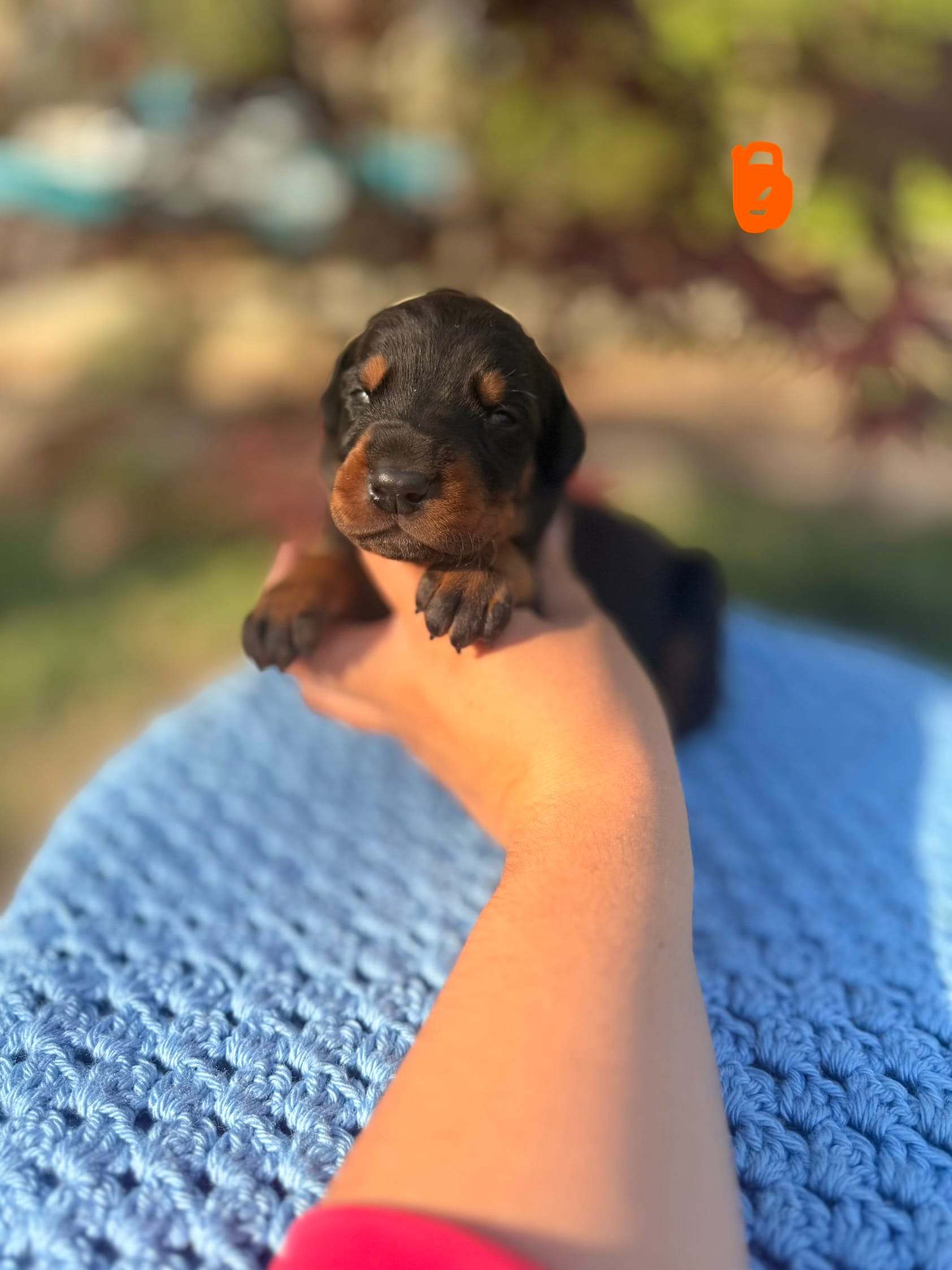 Steel(Orange Collar) – Doberman Pinscher puppy for sale in Hurdle Mills, NC
