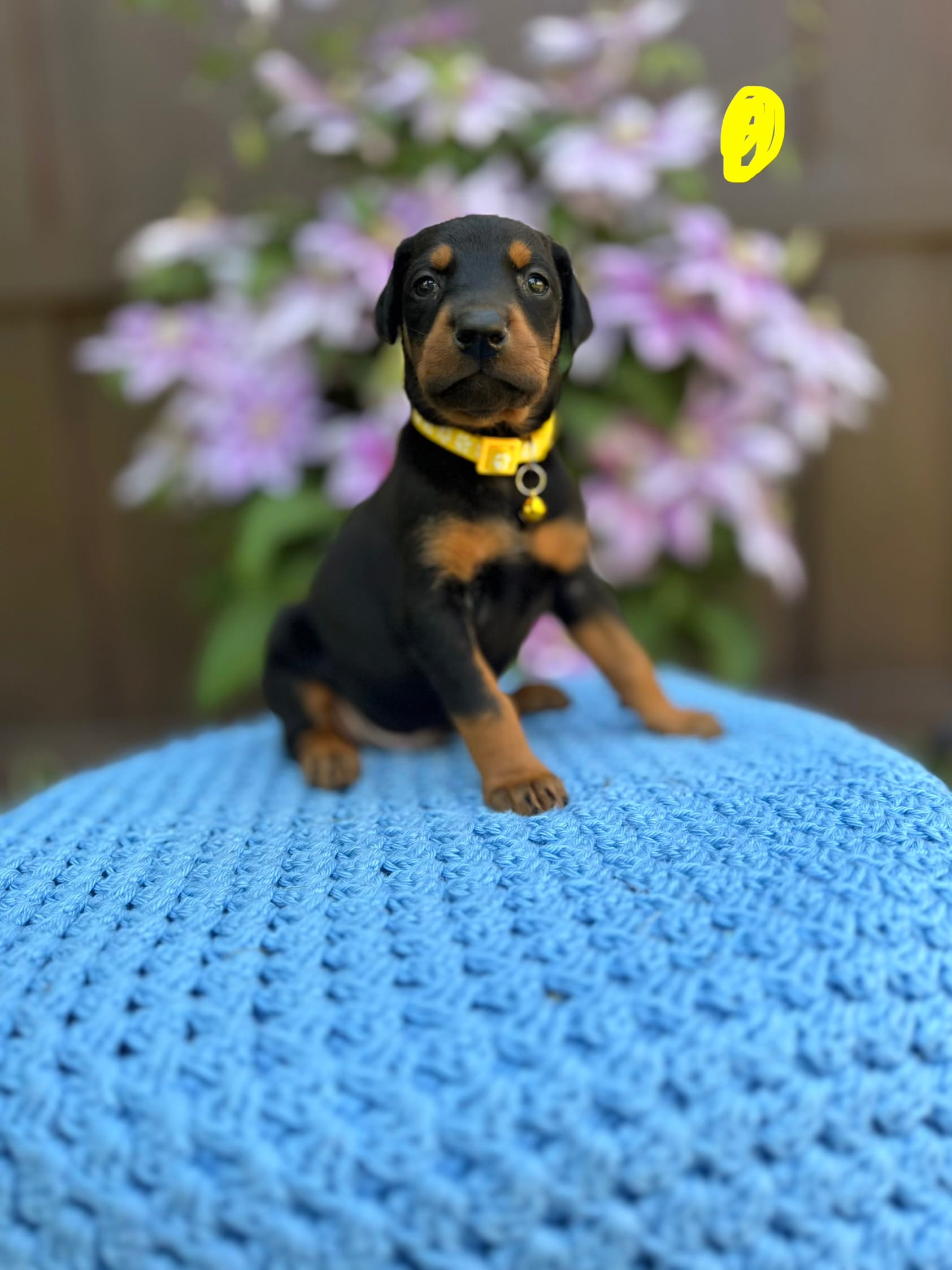 Beau(Yellow Collar) – Doberman Pinscher puppy for sale in Hurdle Mills, NC