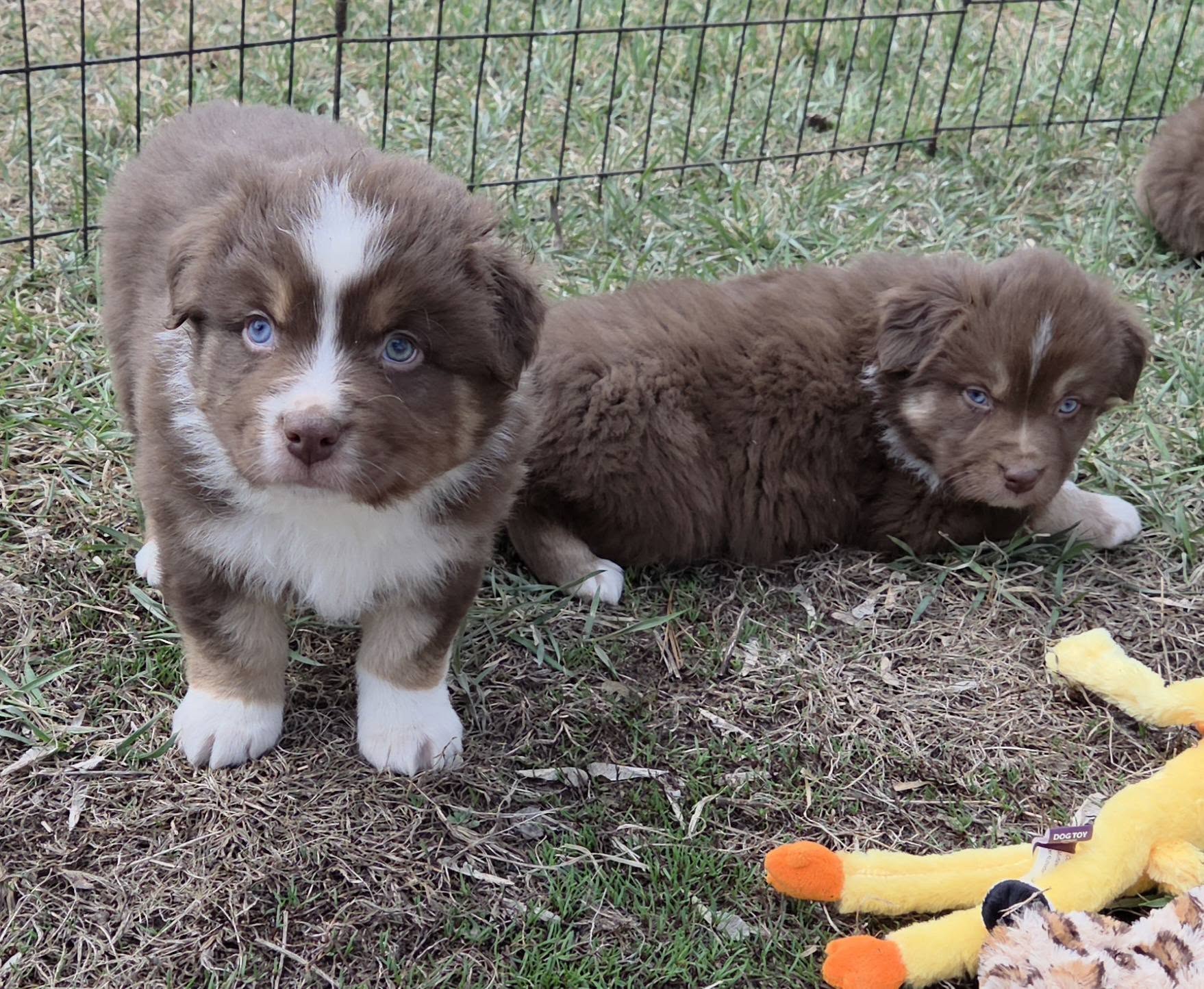 Standard Australian – Australian Shepherd puppy for sale in Browerville, MN