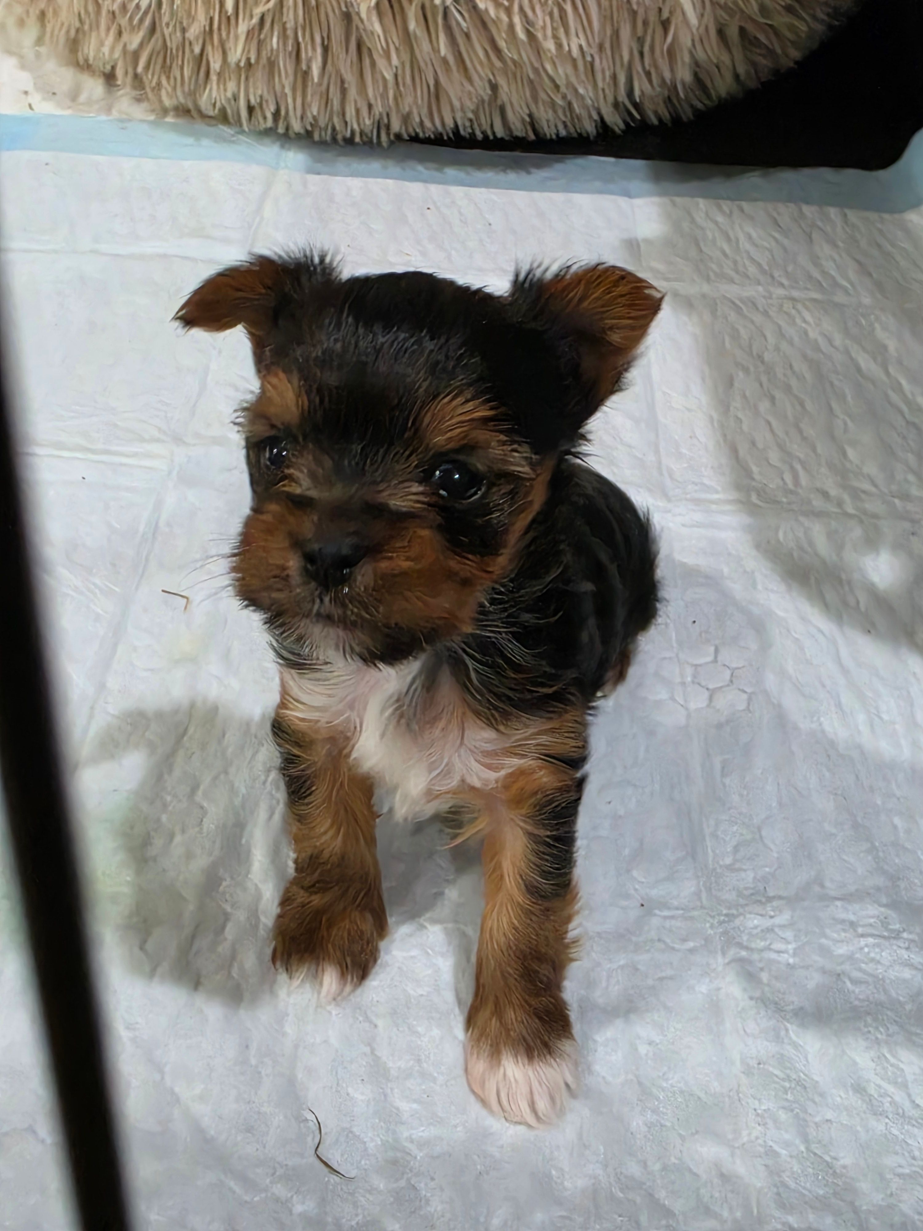 Female – Yorkshire Terrier puppy for sale in Stillwater, OK