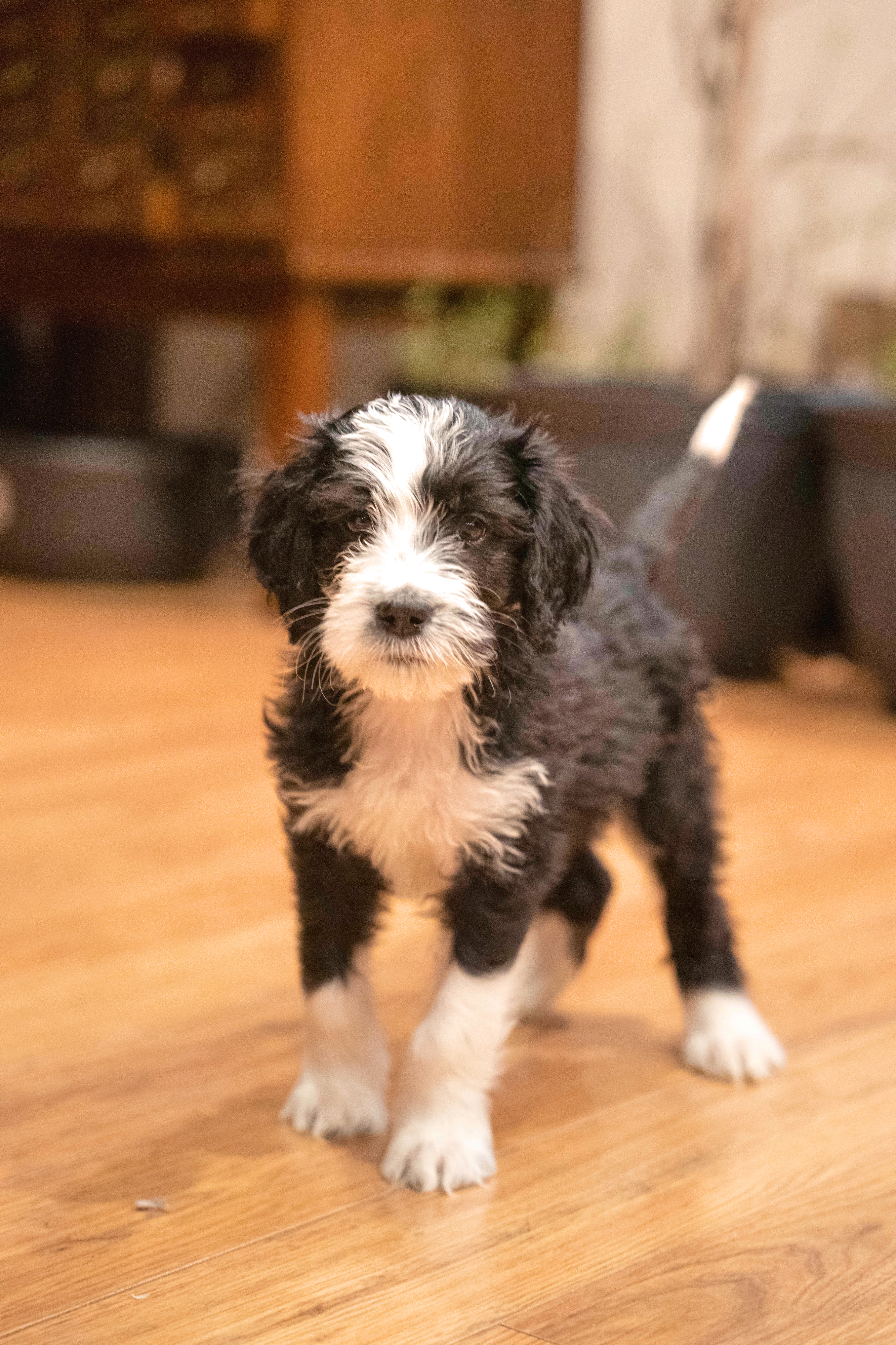 Rafah  – Golden Mountain Doodle puppy for sale in Stevens Point, WI