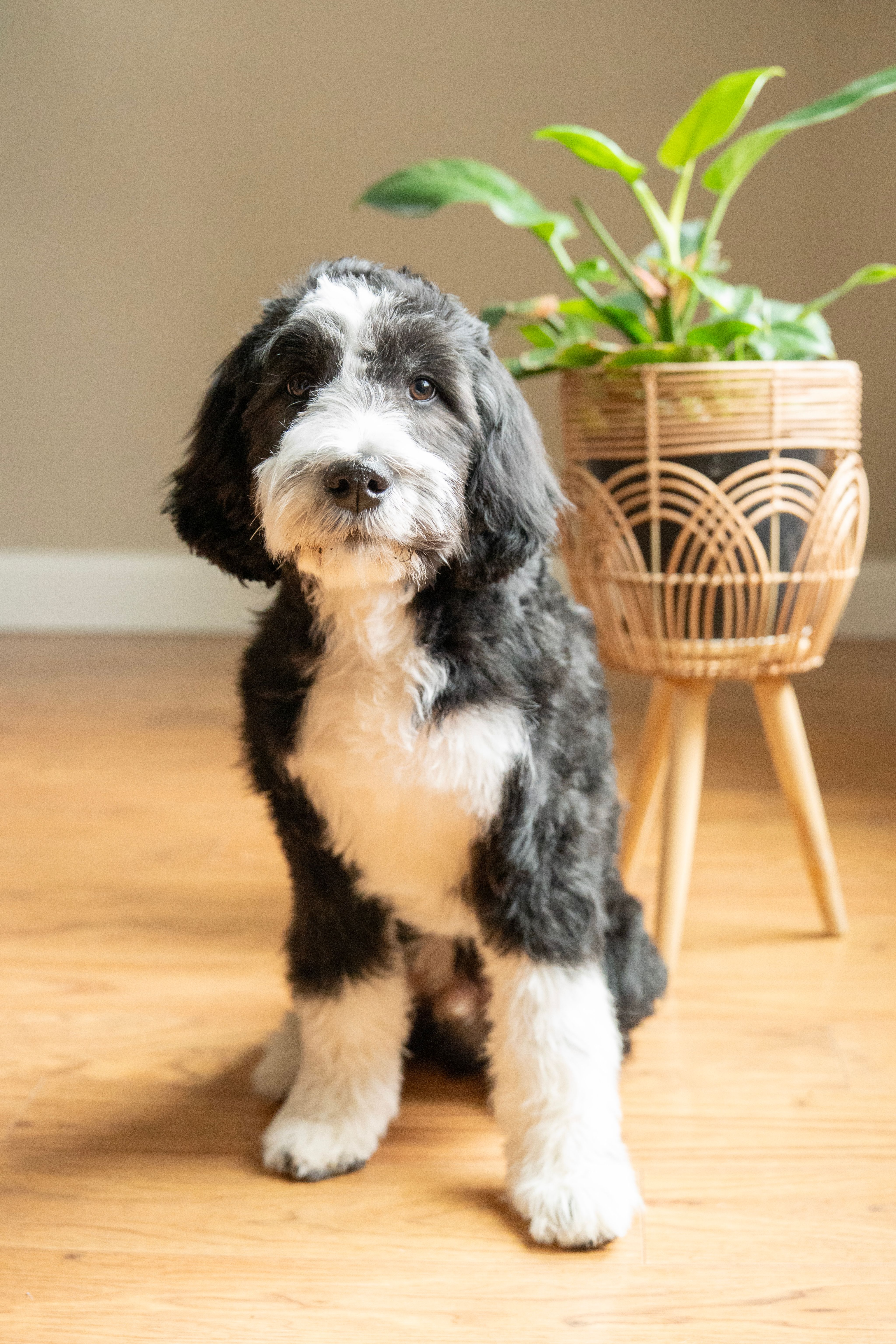 Rafah  – Golden Mountain Doodle puppy for sale in Stevens Point, WI