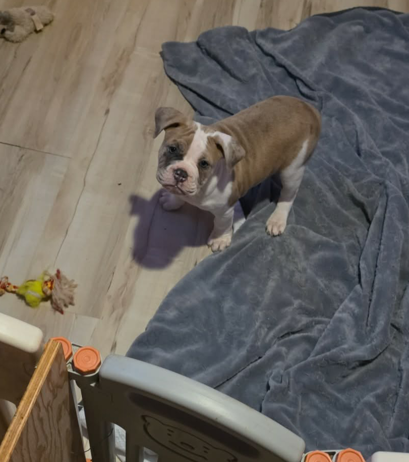 Rowdy, a male Olde English Bulldogge for sale in Juda, WI – Photo 9 of 9