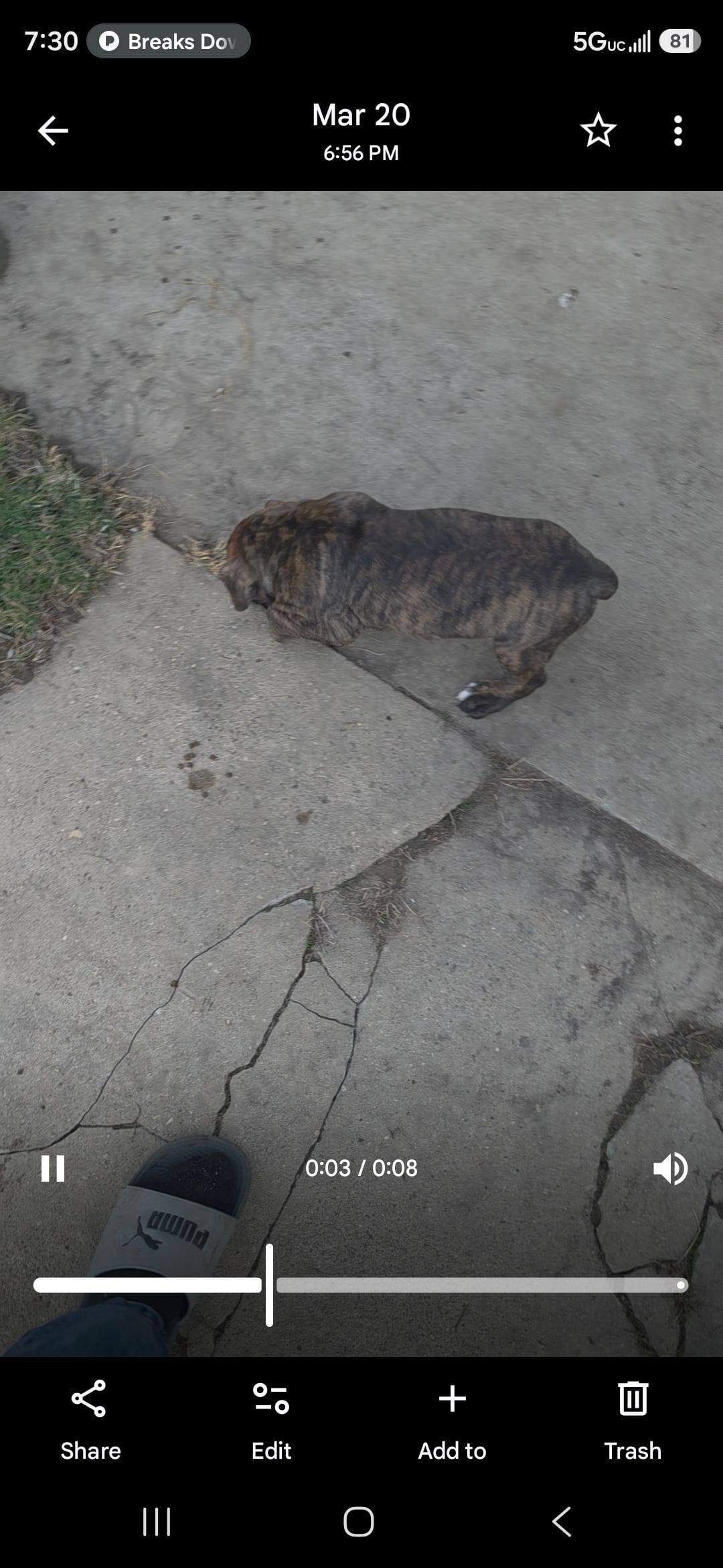 Junior, a male Olde English Bulldogge for sale in Juda, WI – Photo 6 of 6
