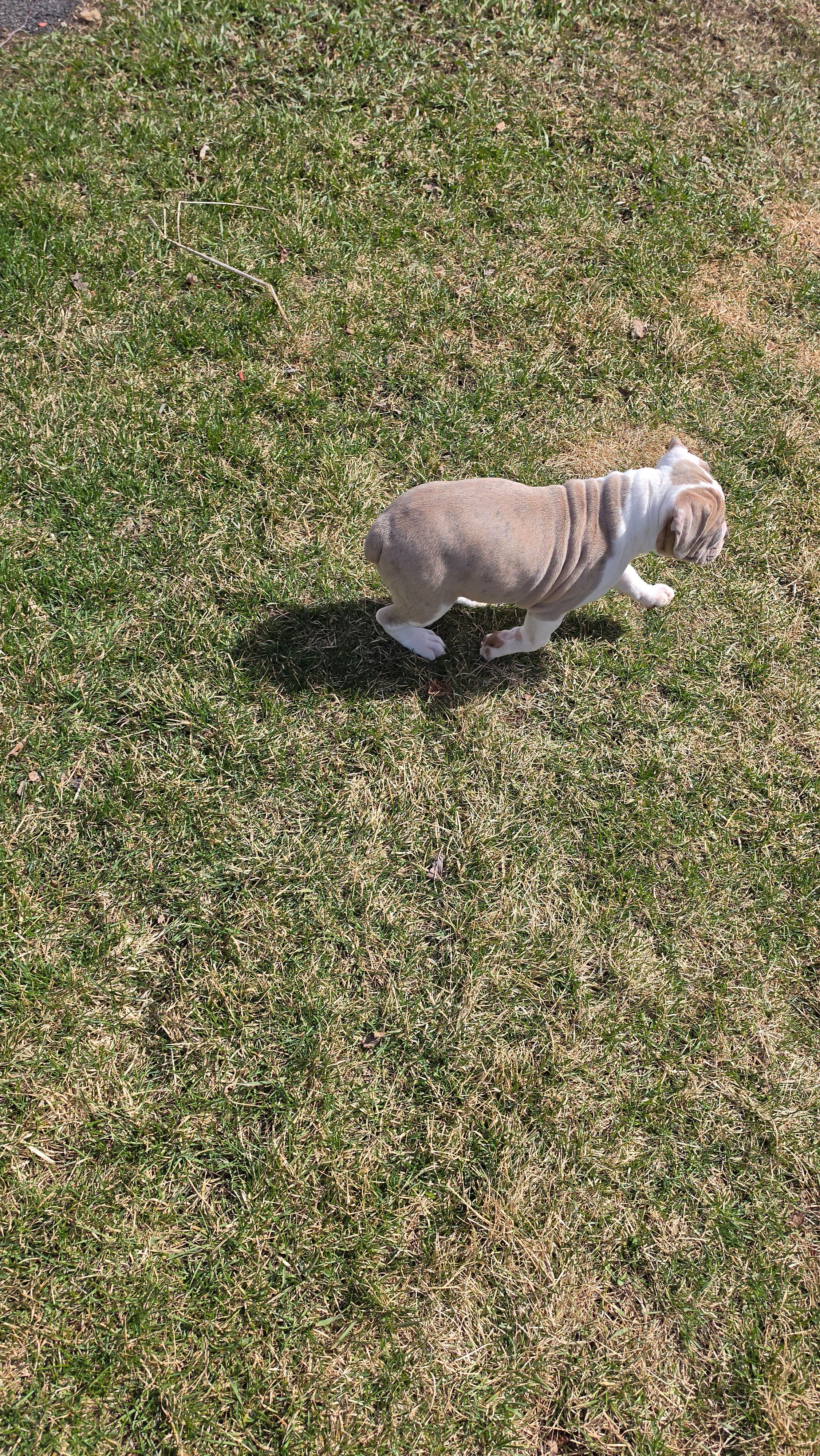 Rowdy, a male Olde English Bulldogge for sale in Juda, WI – Photo 7 of 9