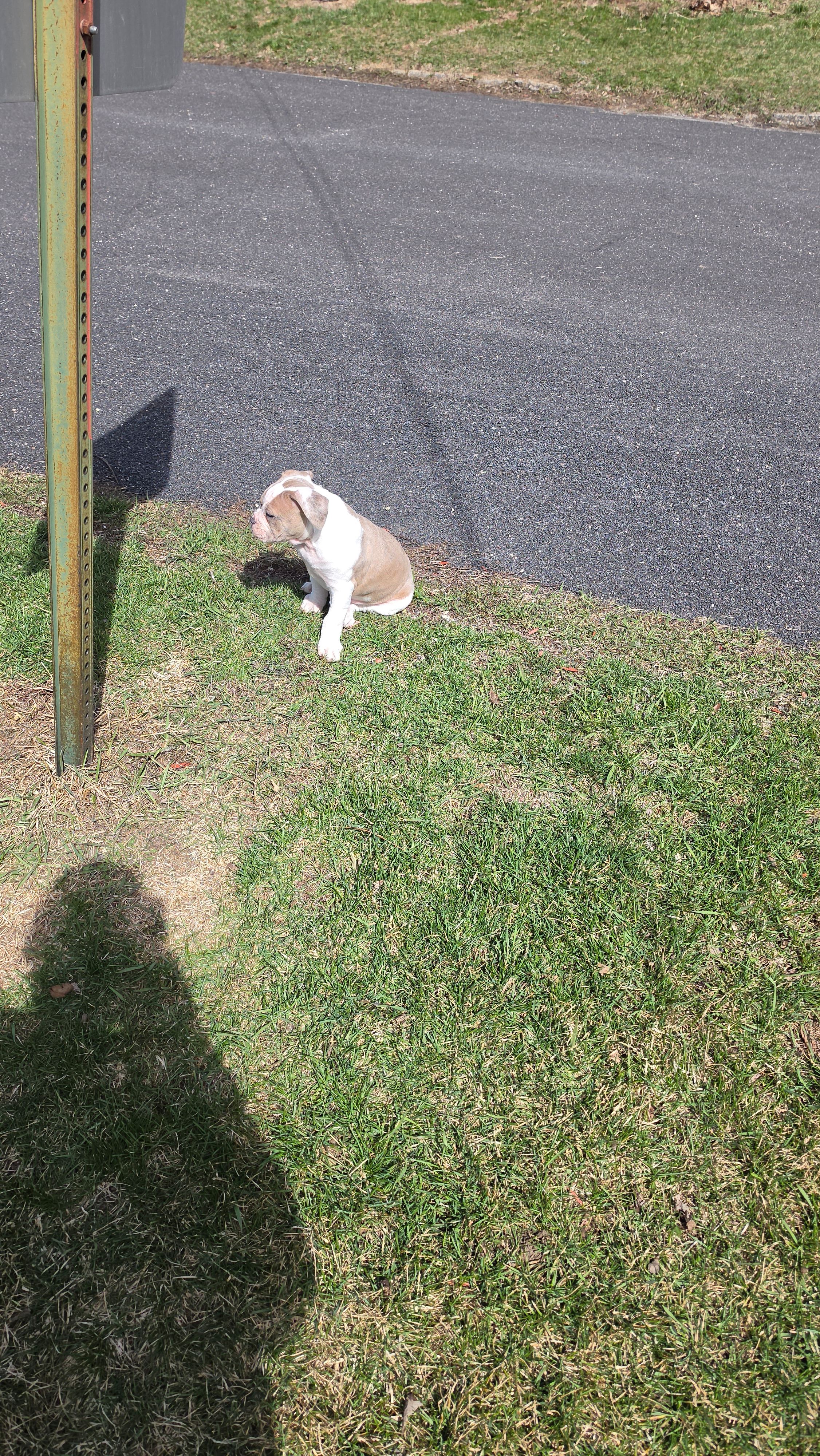 Rowdy, a male Olde English Bulldogge for sale in Juda, WI – Photo 8 of 9