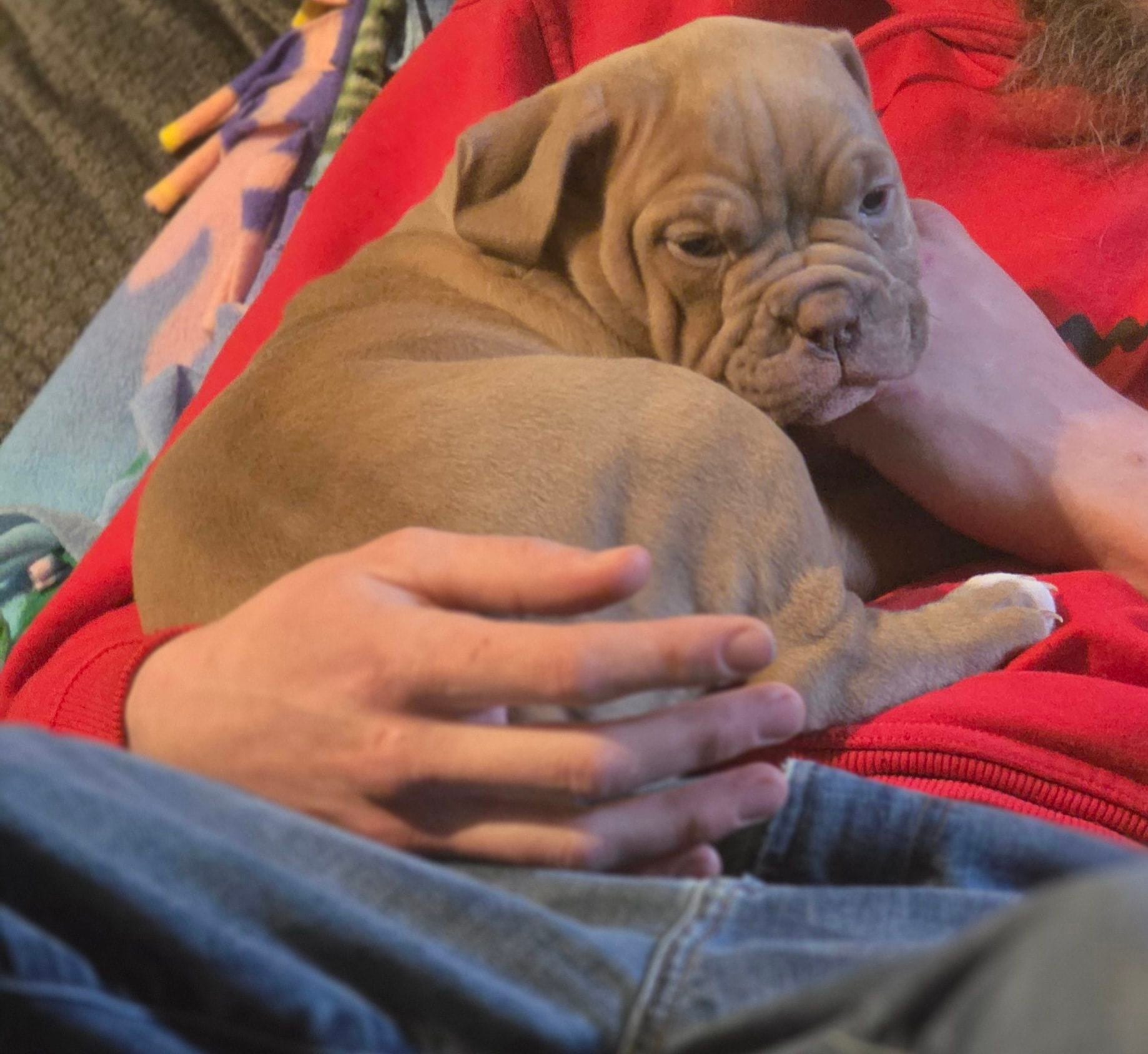 Zelda, a female Olde English Bulldogge for sale in Juda, WI – Photo 4 of 4