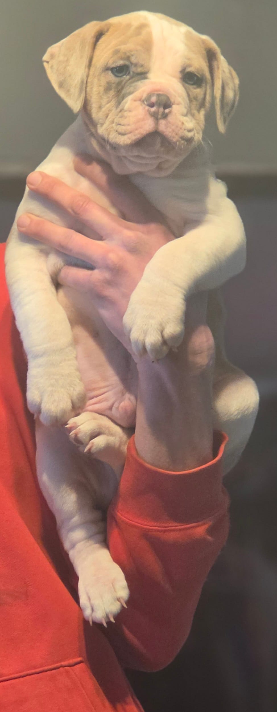 Rowdy – Olde English Bulldogge puppy for sale in Juda, WI