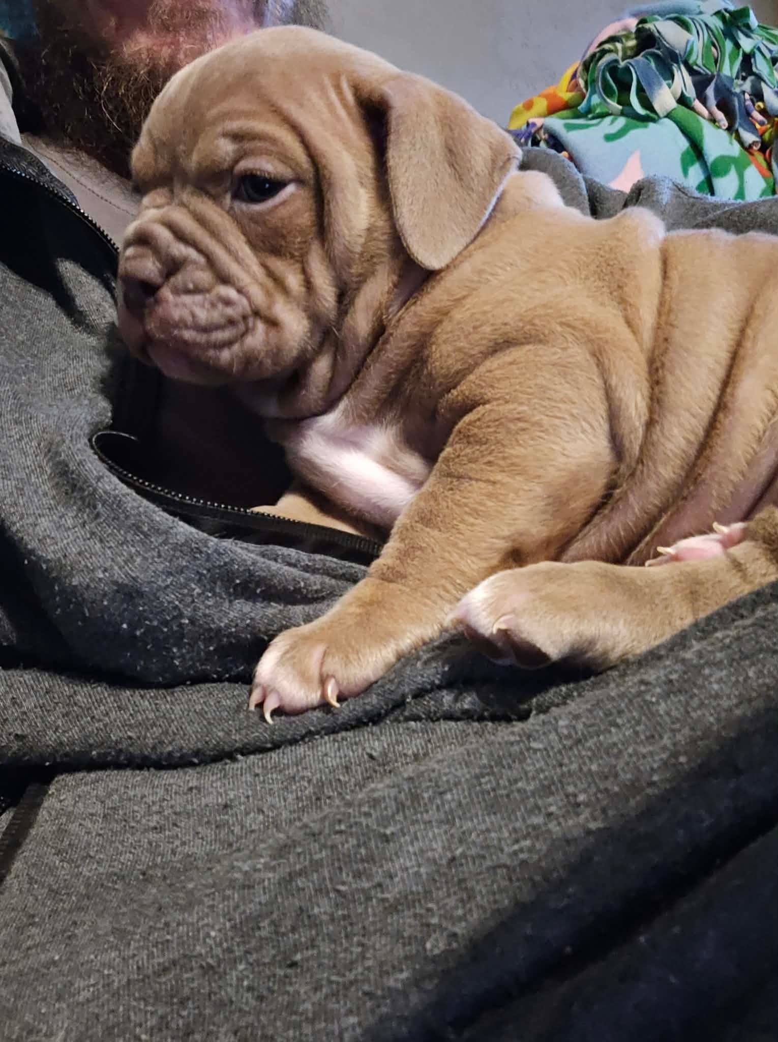 Zelda, a female Olde English Bulldogge for sale in Juda, WI – Photo 3 of 4