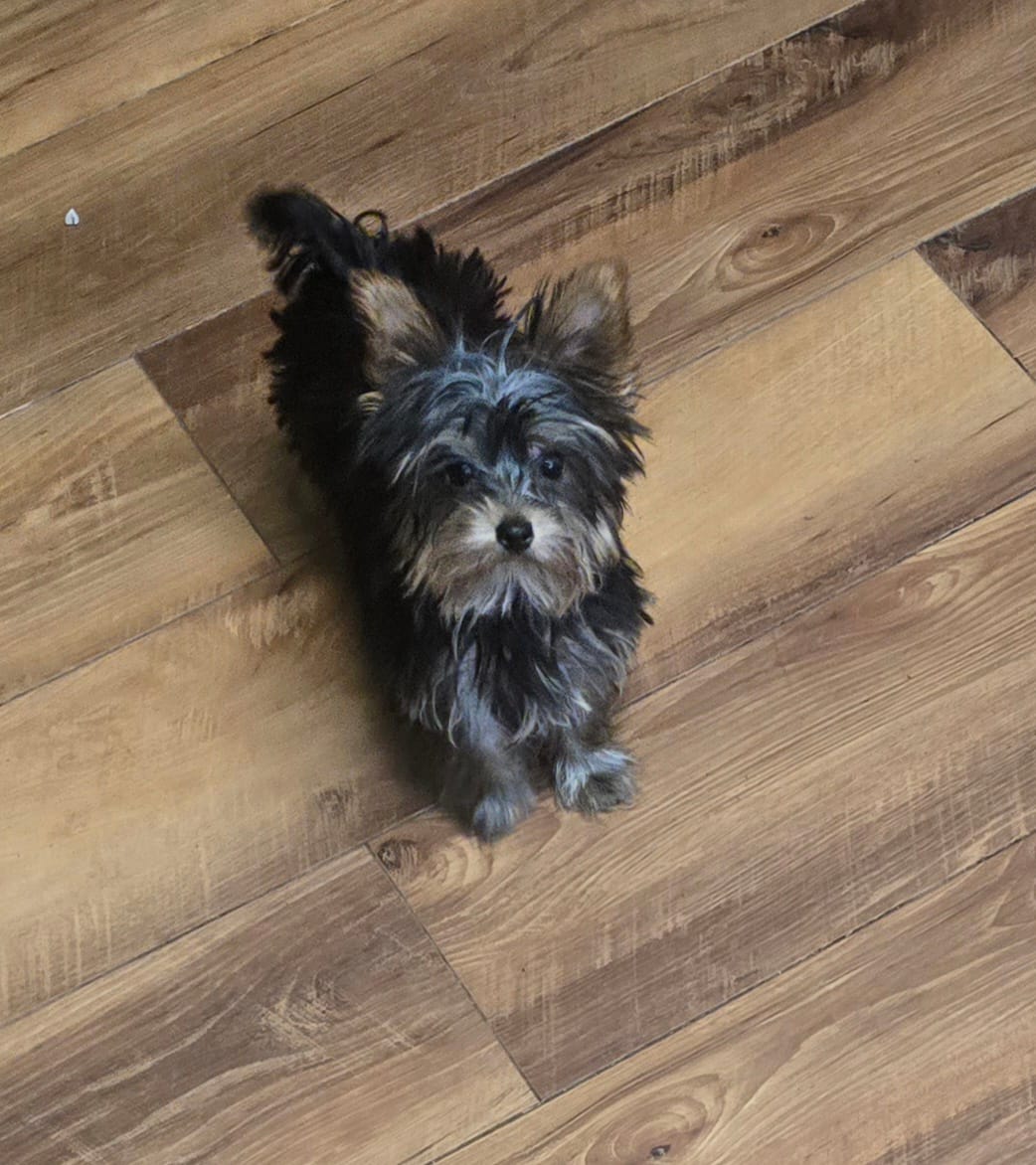 Tiny  – Yorkshire Terrier puppy for sale in La Grange, NC