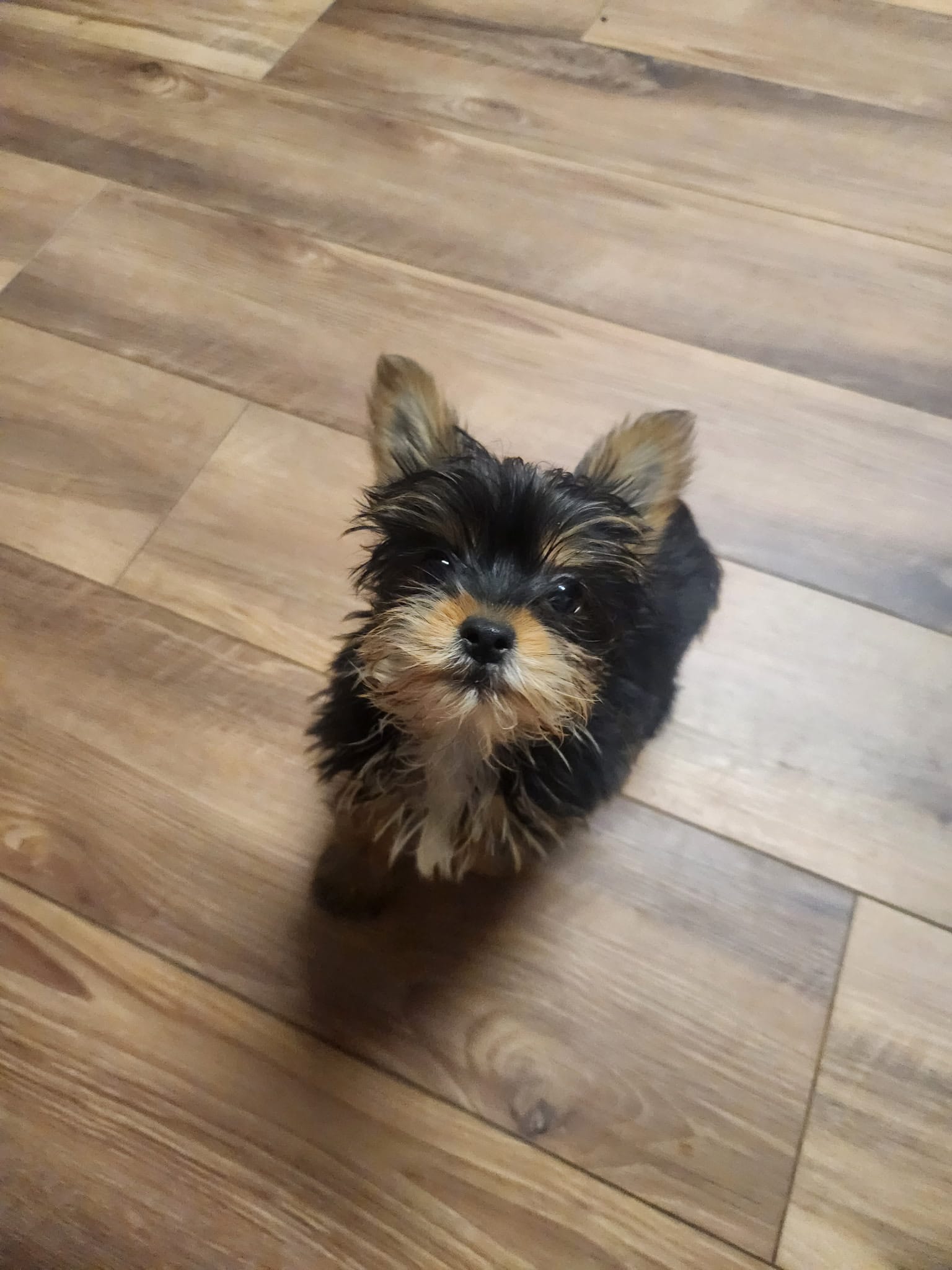 Taz – Yorkshire Terrier puppy for sale in La Grange, NC