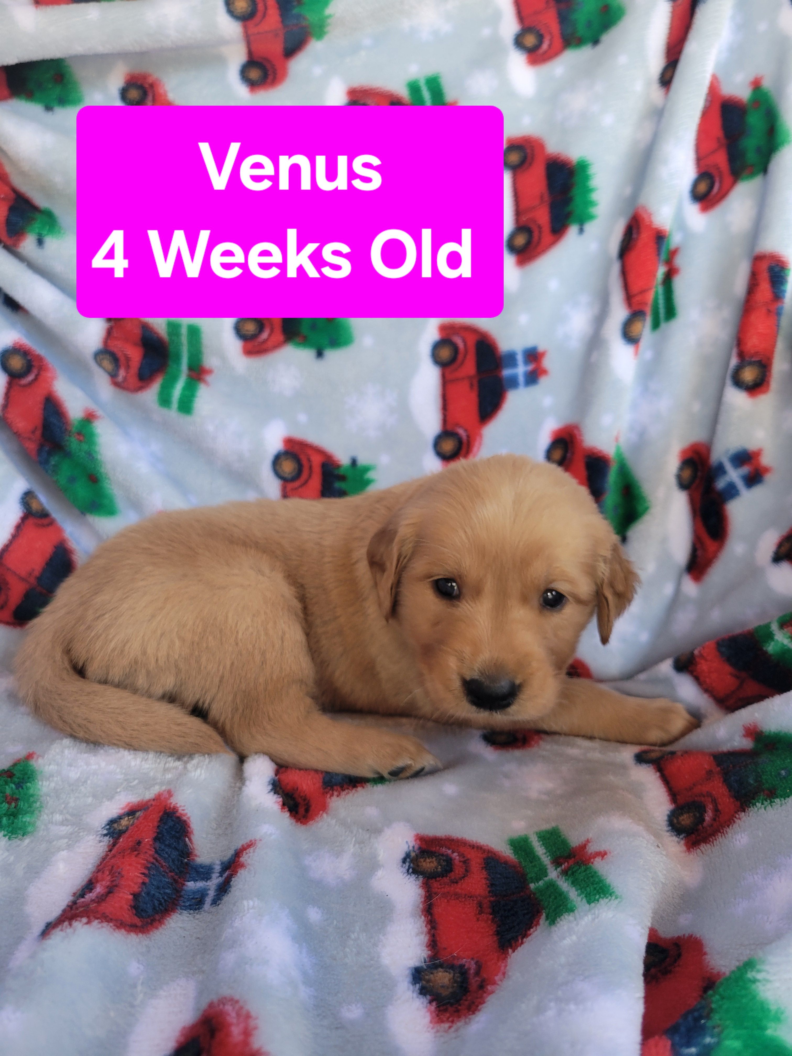 Venus – Golden Retriever puppy for sale in Gladstone, OR