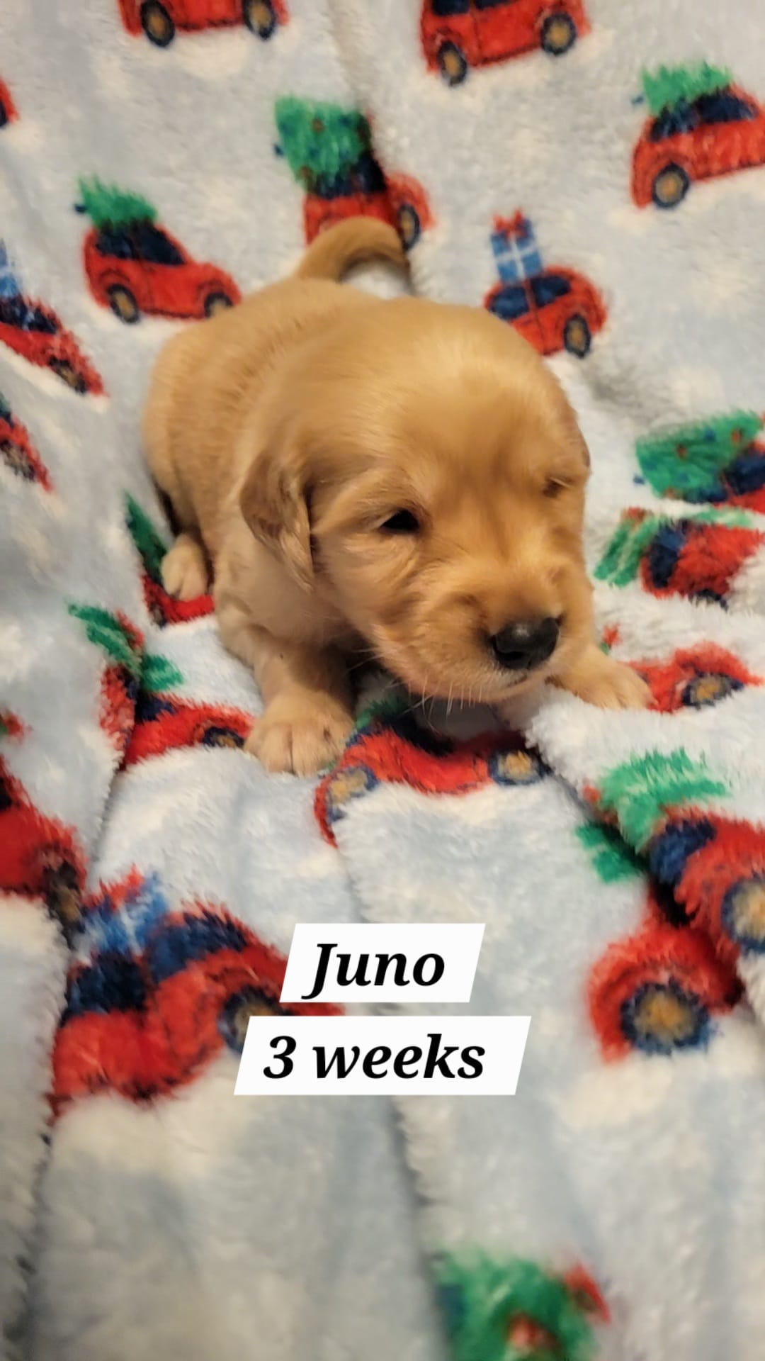 Juno – Golden Retriever puppy for sale in Gladstone, OR