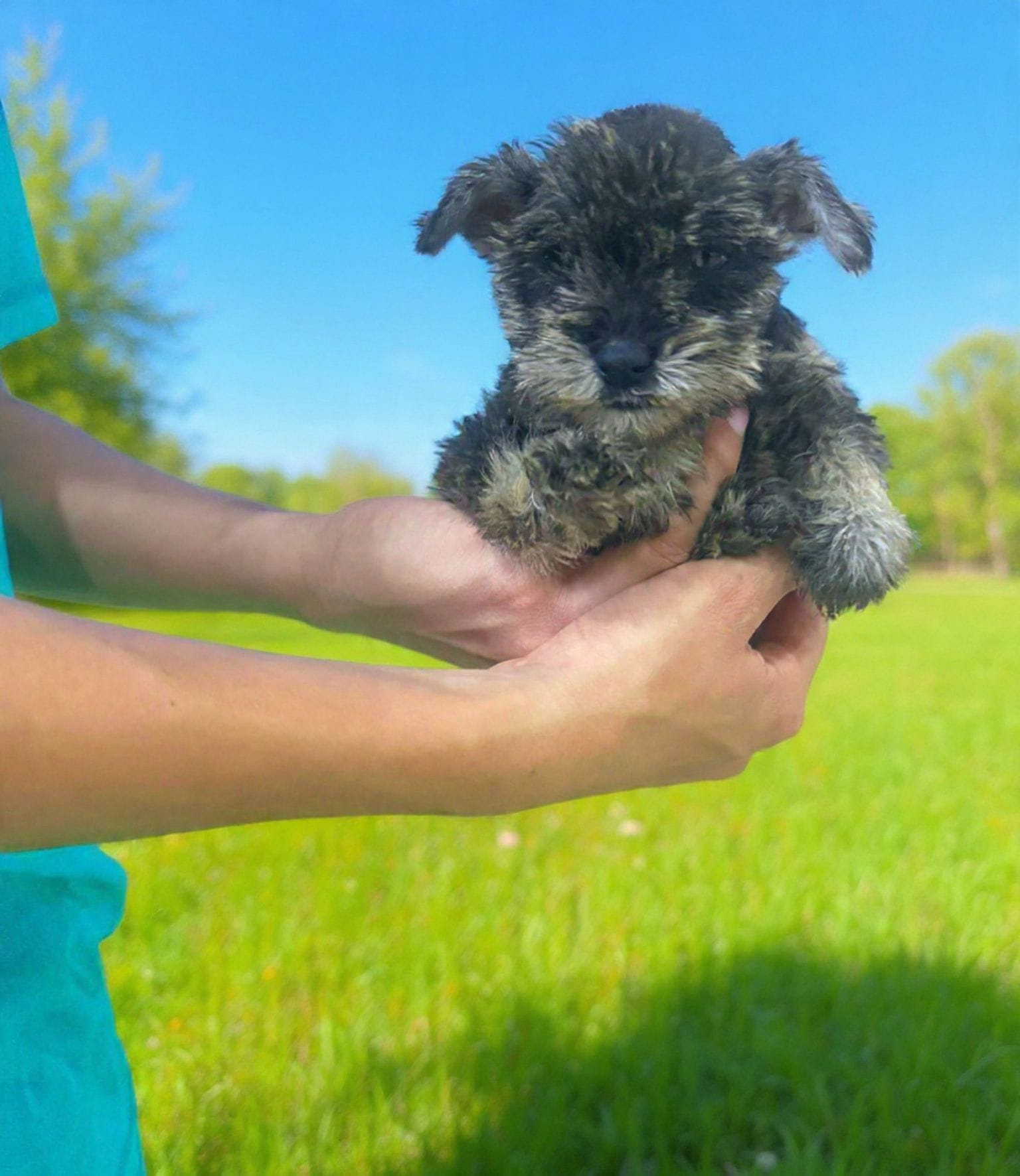 Lulu – Miniature Schnauzer puppy for sale in Temecula, CA
