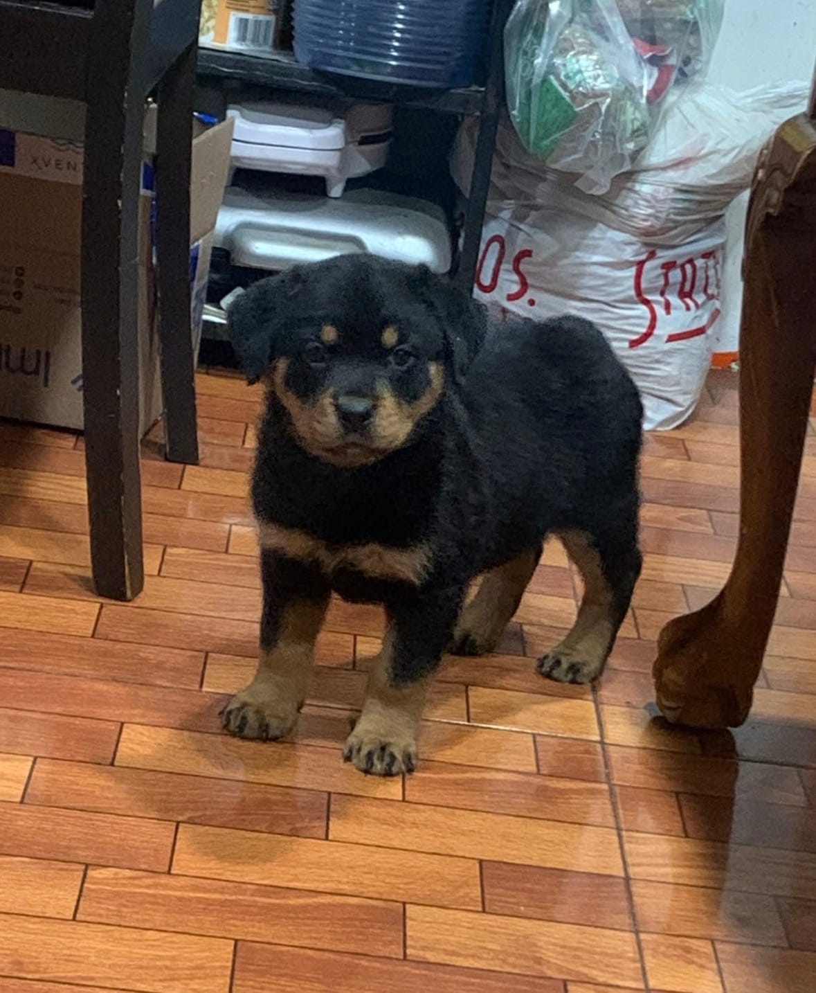 Cratos – Rottweiler puppy for sale in Temecula, CA