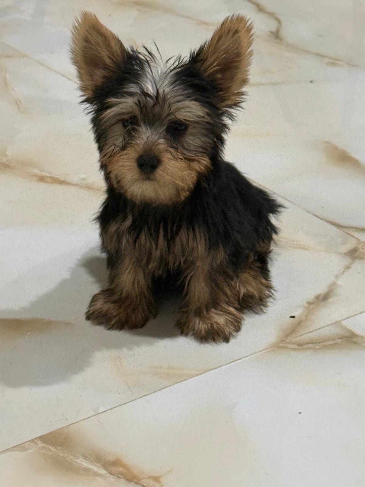 Juancho – Yorkshire Terrier puppy for sale in Temecula, CA
