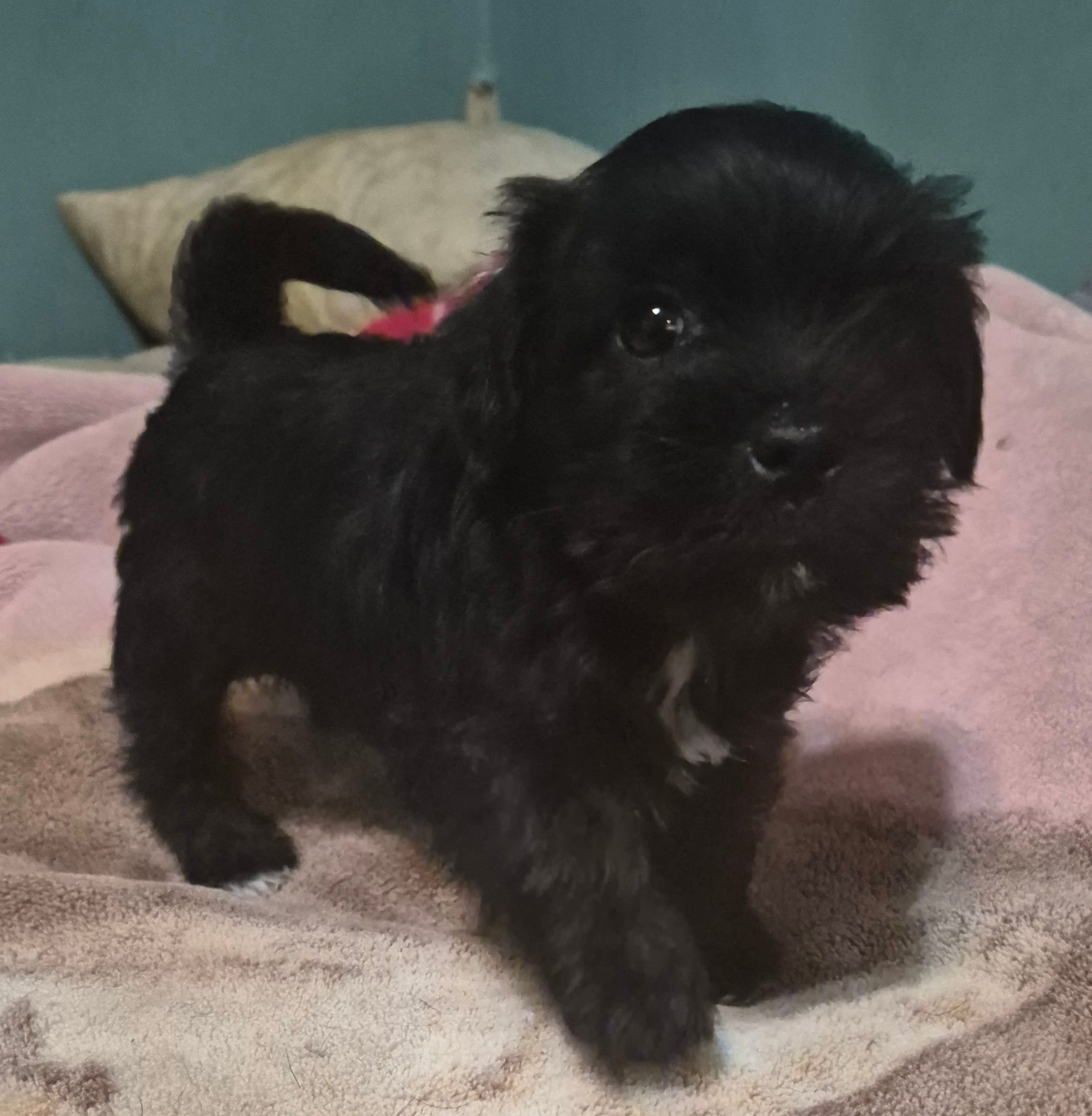 Lily  – Miniature Schnauzer, Pug puppy for sale in Coffeyville, KS