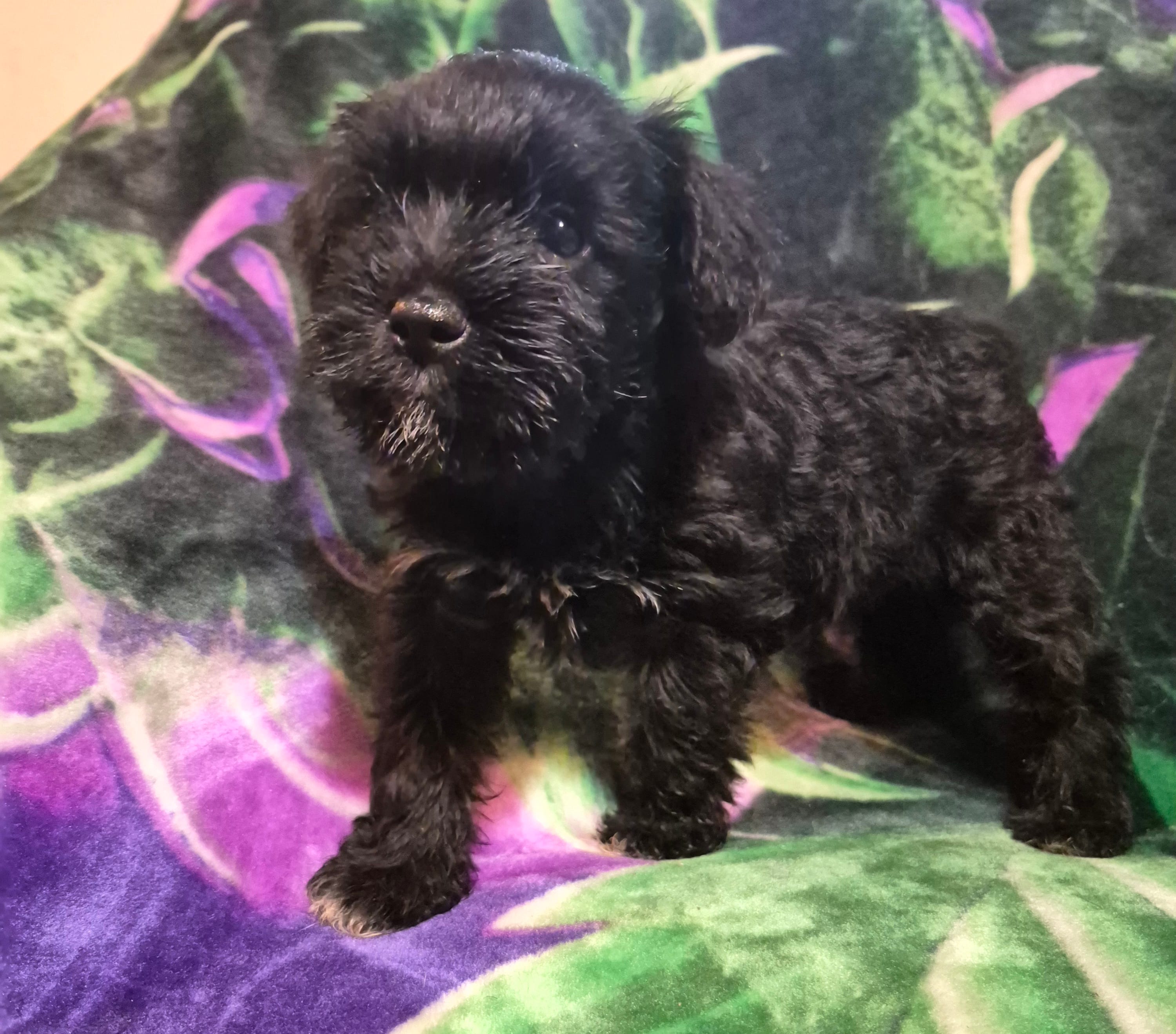 Male 5 – Miniature Schnauzer puppy for sale in Coffeyville, KS