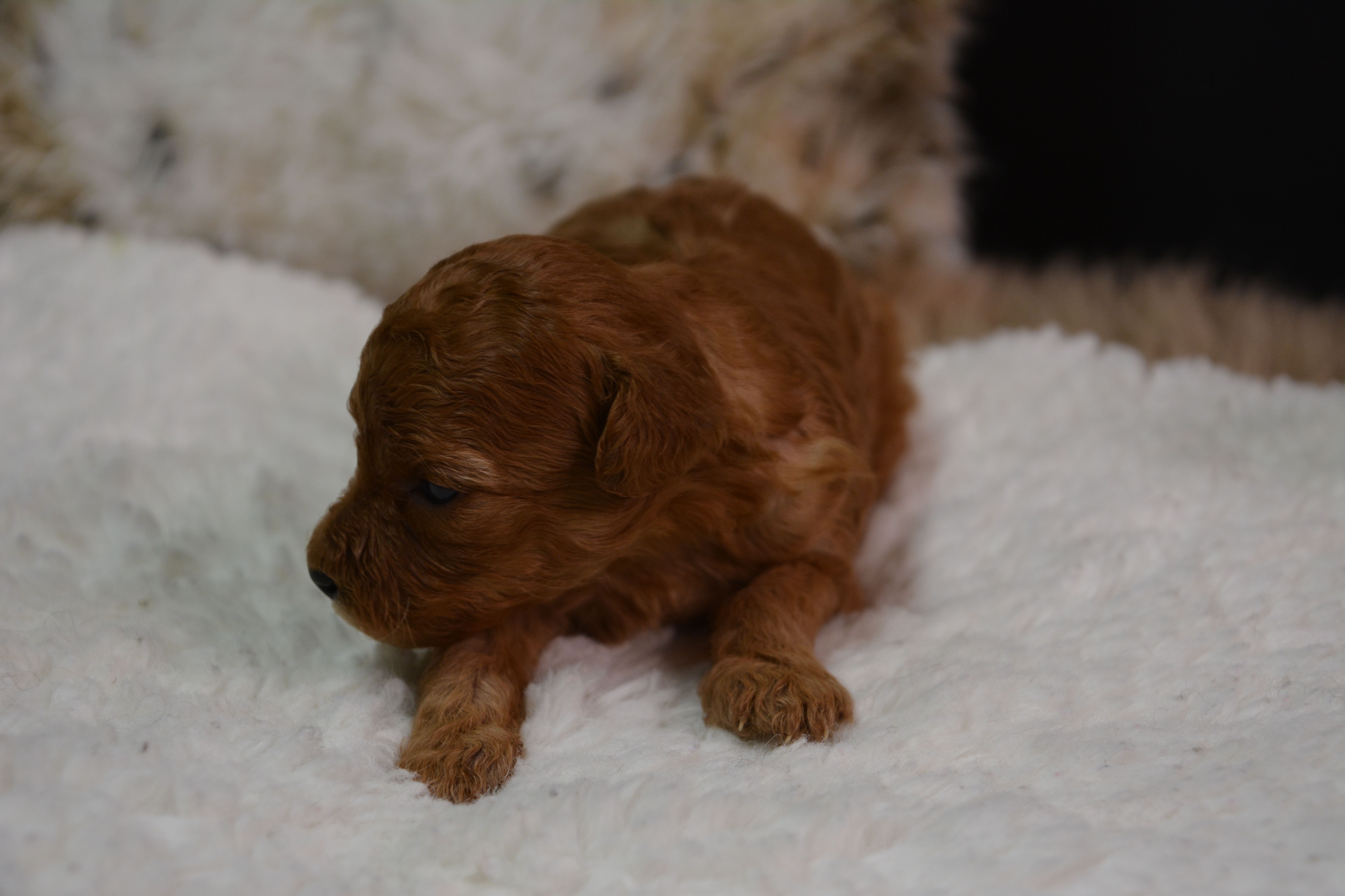 Caesar – Poodle - Toy  puppy for sale in Ladysmith, WI