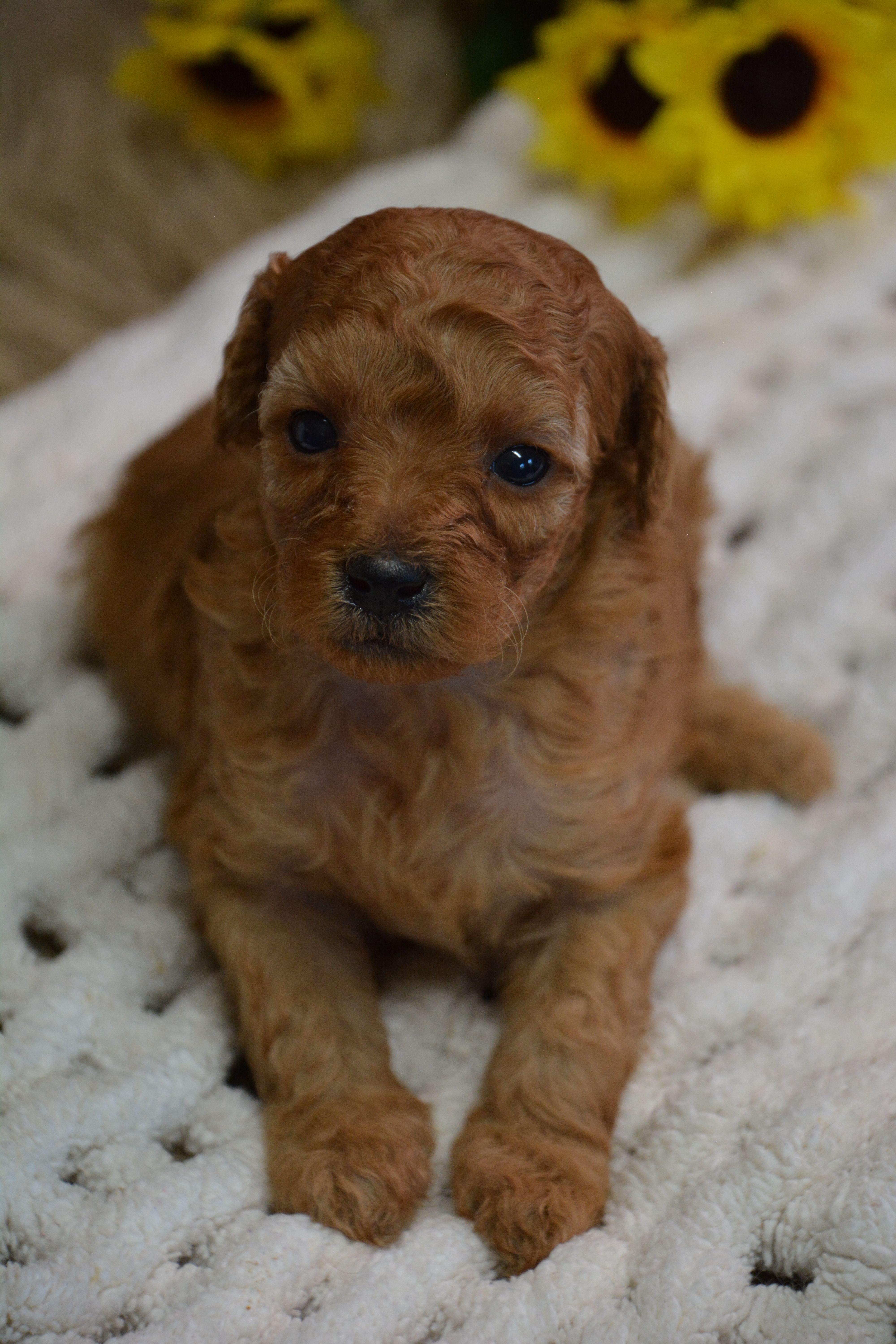 Caesar – Poodle - Toy  puppy for sale in Ladysmith, WI