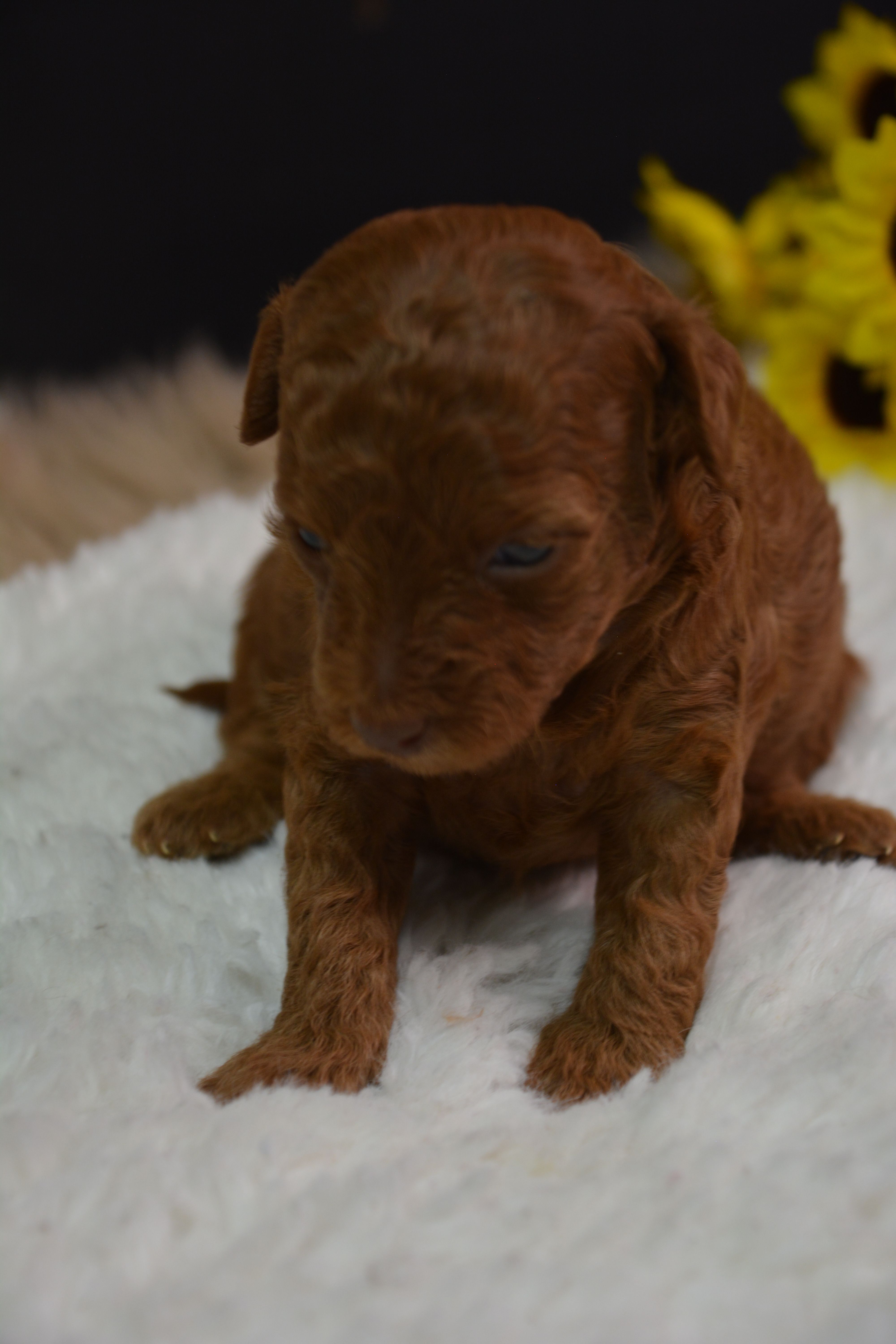 Callie – Poodle - Toy  puppy for sale in Ladysmith, WI