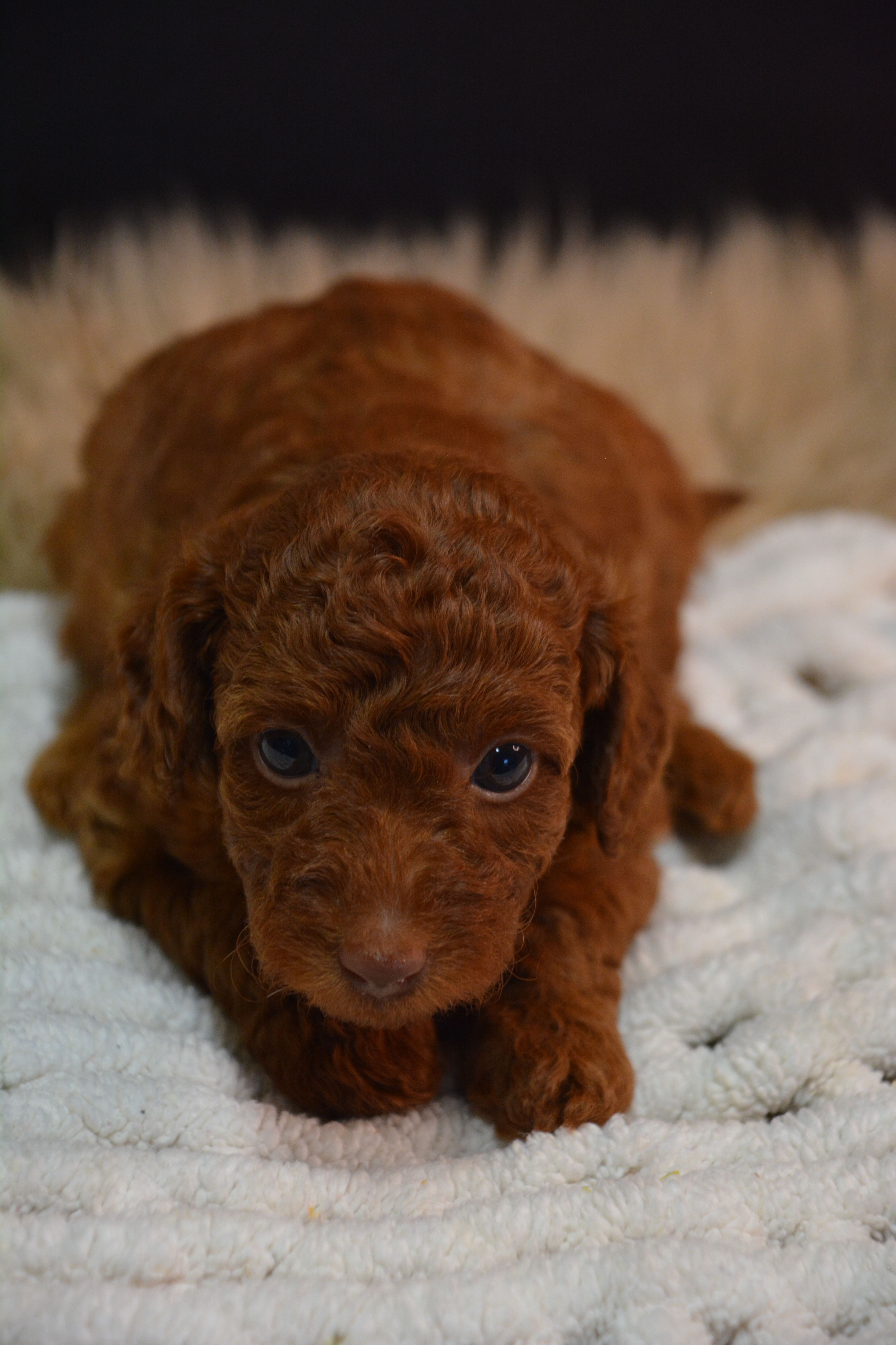 Cruz – Poodle - Toy  puppy for sale in Ladysmith, WI