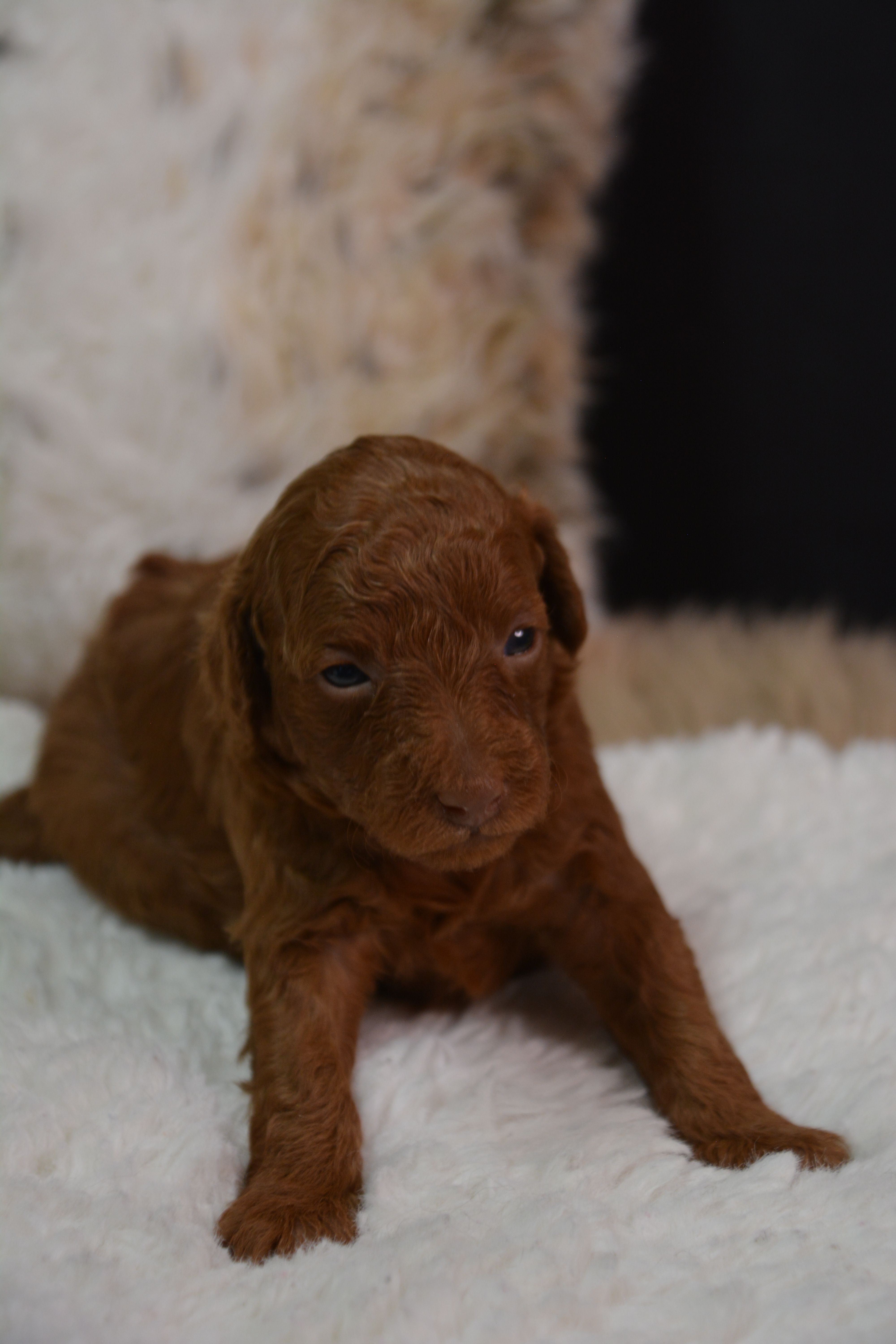 Chief – Poodle - Toy  puppy for sale in Ladysmith, WI