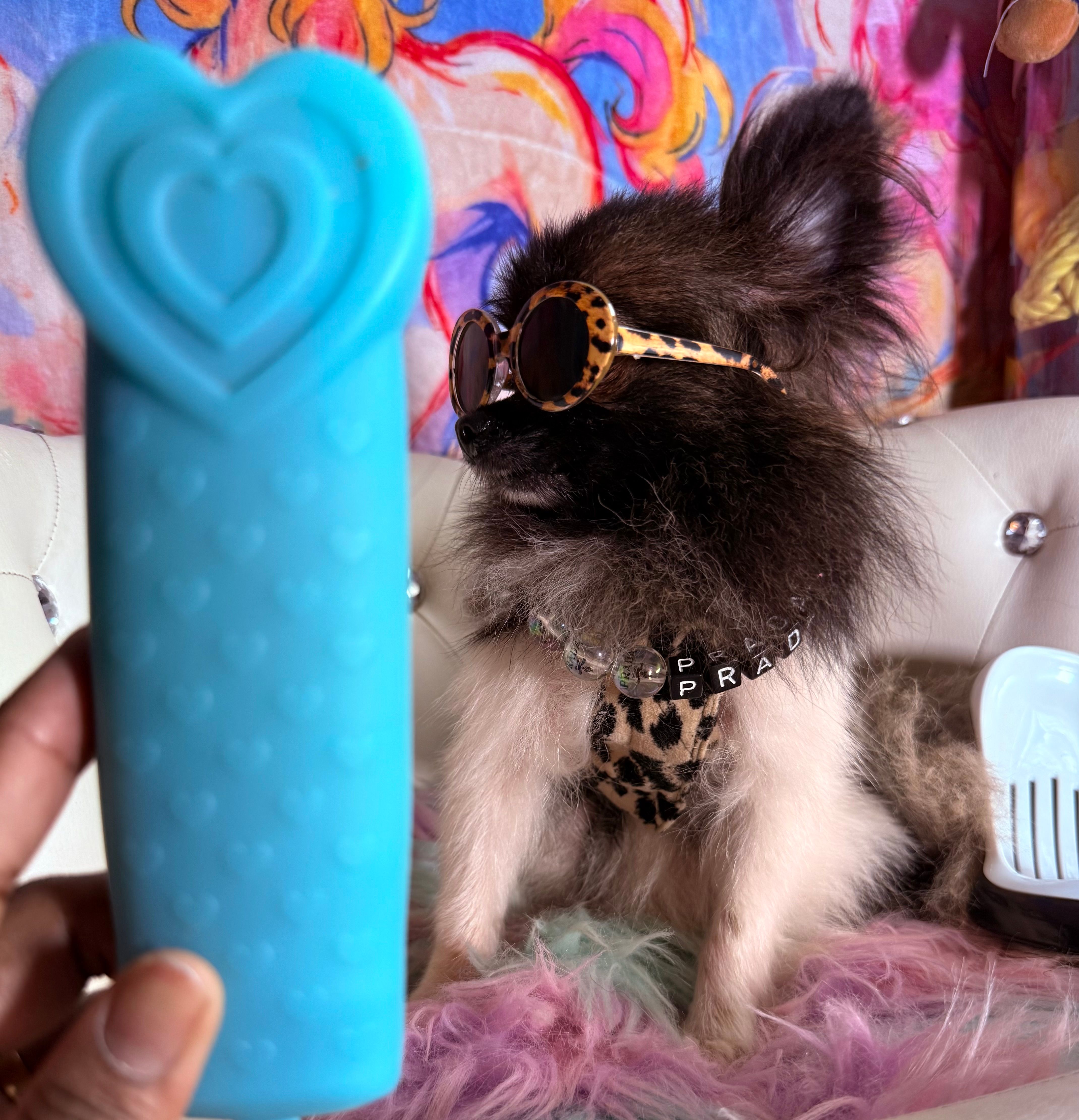 🍬Micro Evermore – Pomeranian puppy for sale in New York City, NY