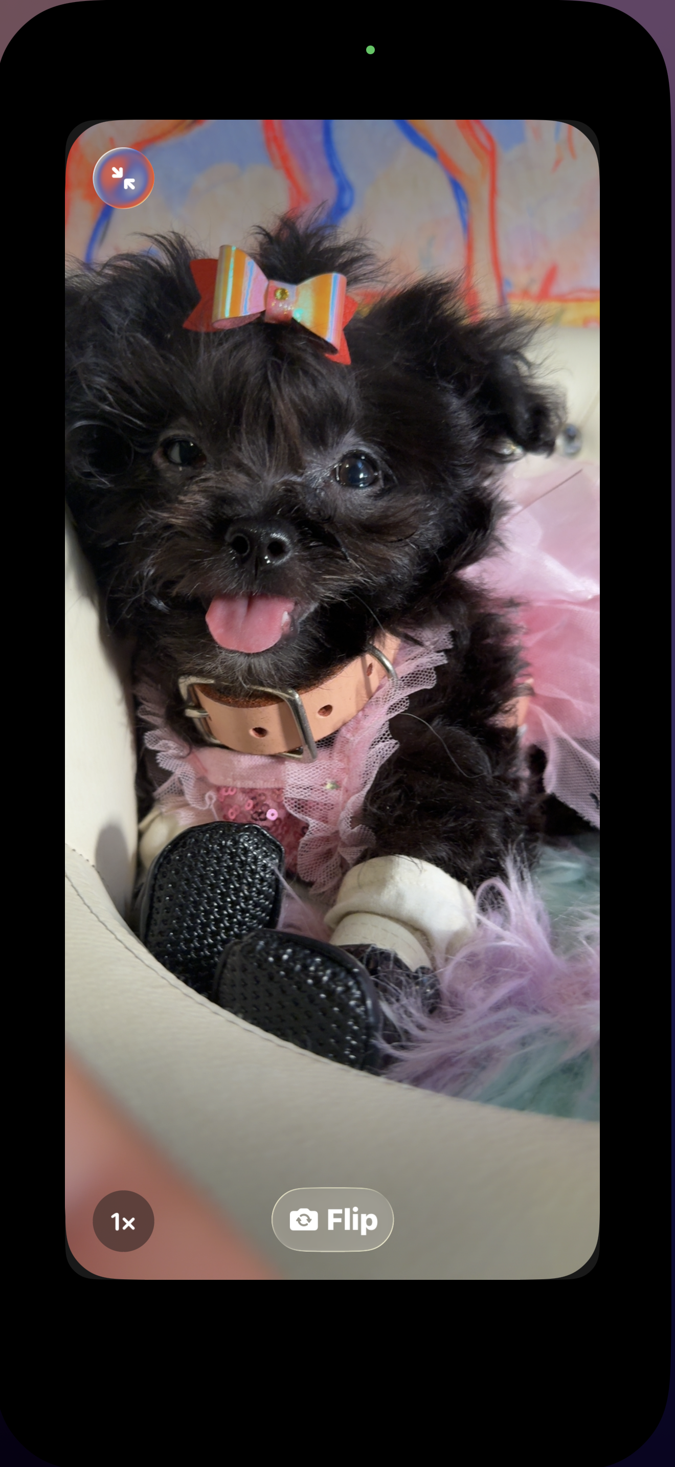 Betty Boop  – Pomapoo puppy for sale in New York City, NY