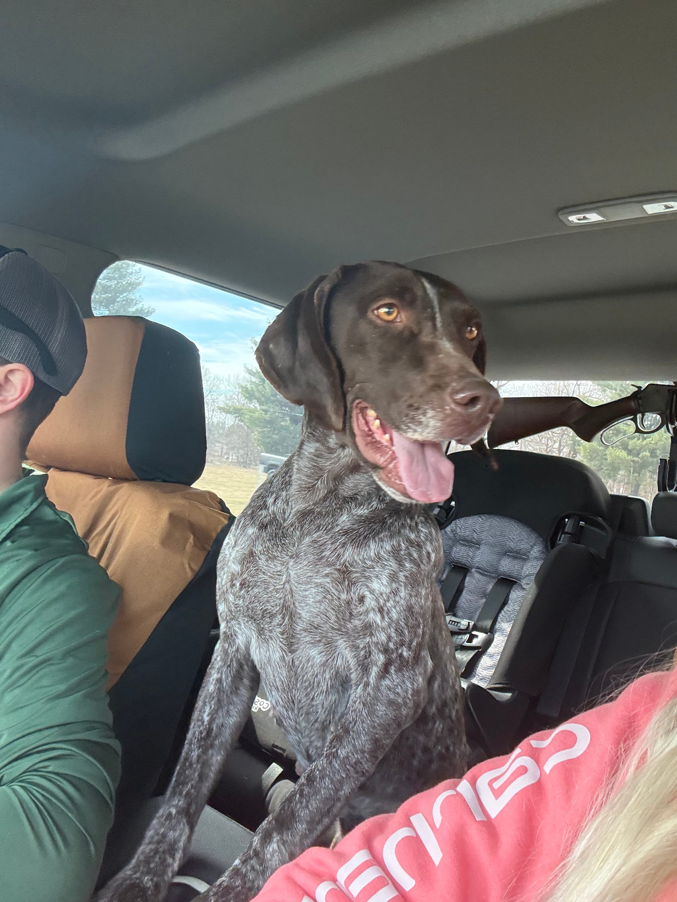 GSP puppies – German Shorthaired Pointer, Wirehaired Pointing Griffon puppy for sale in Hardinsburg, KY