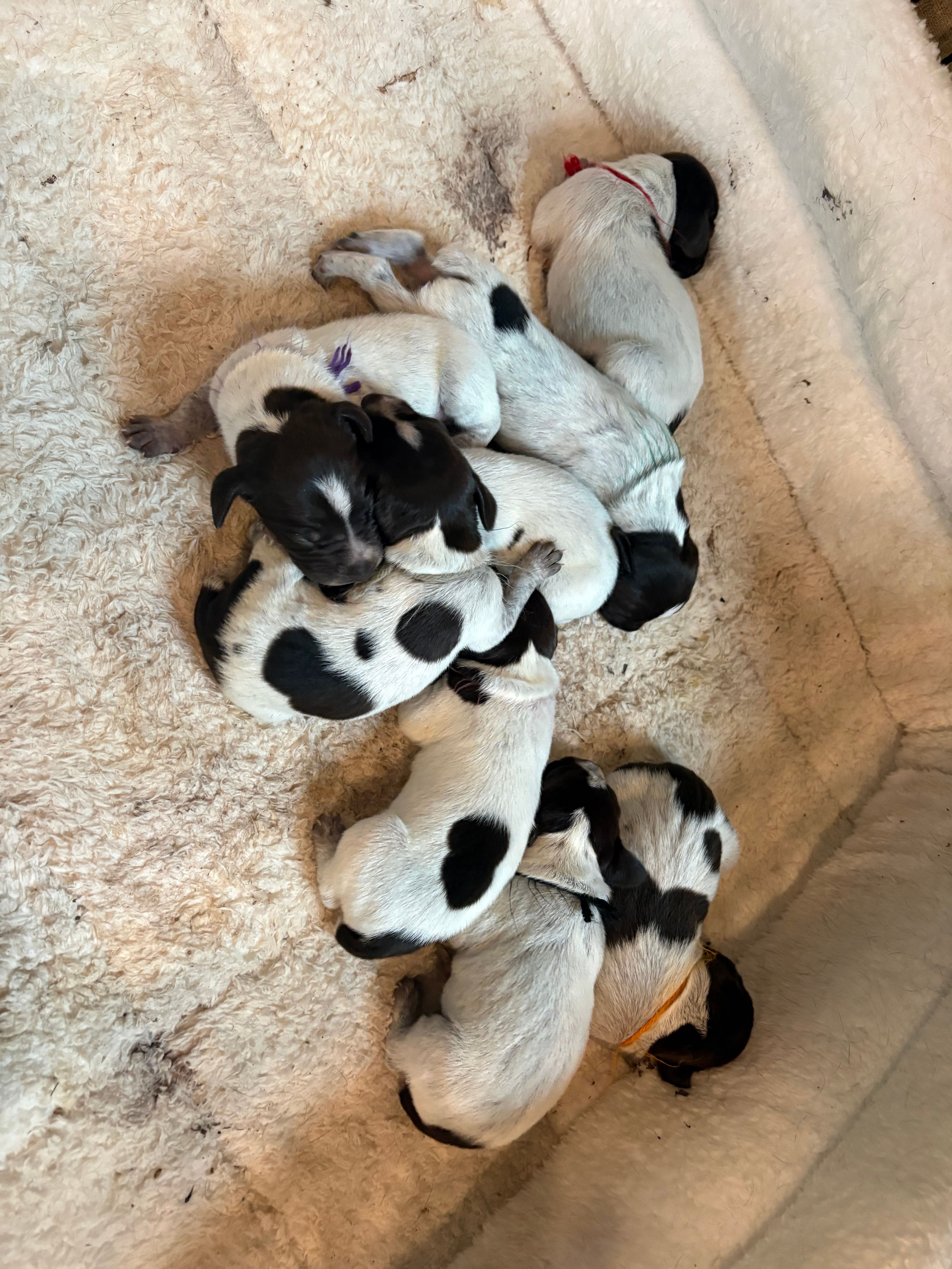 Gsp puppies – German Shorthaired Pointer, Wirehaired Pointing Griffon puppy for sale in Hardinsburg, KY