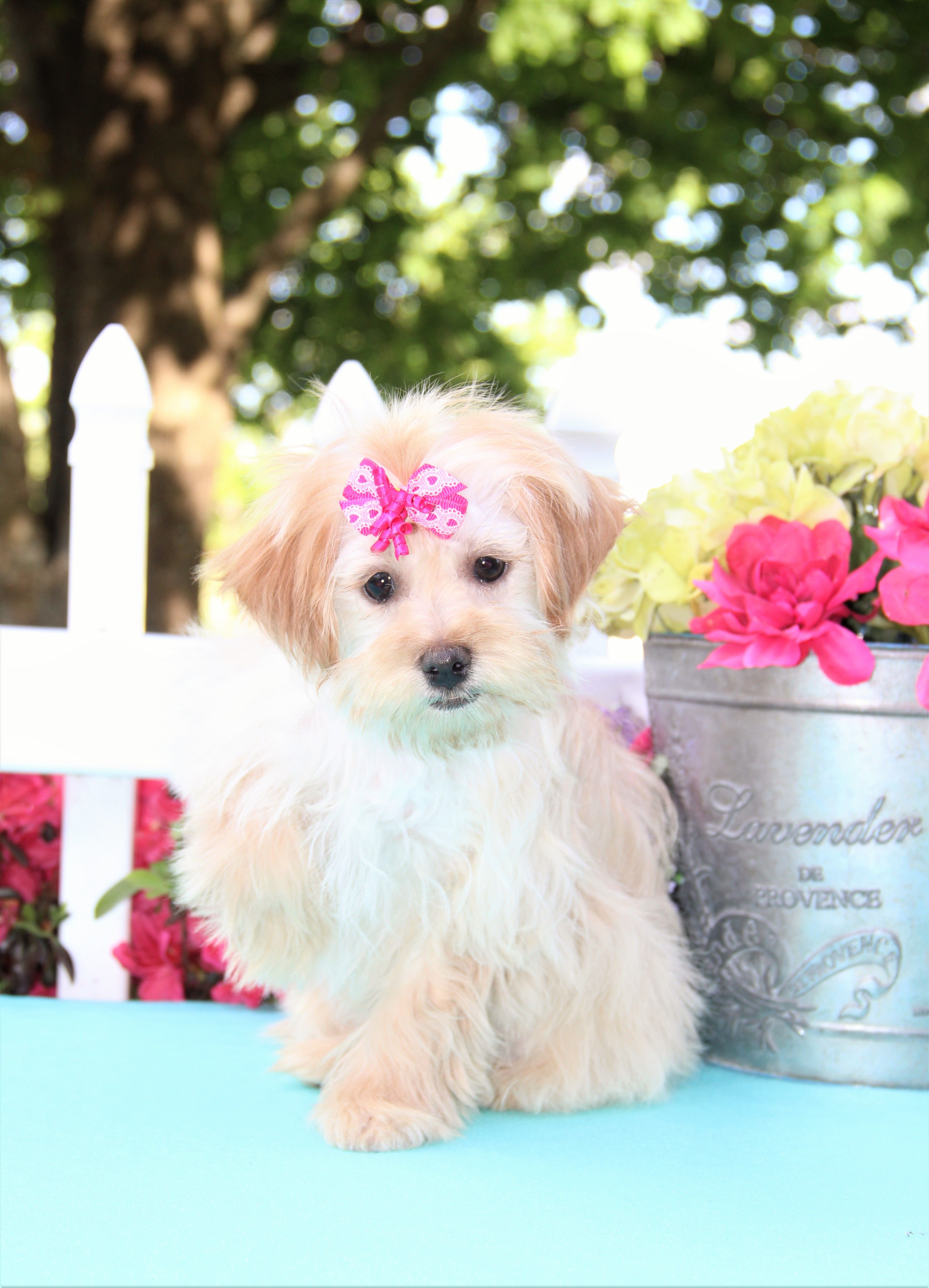 chantelle – Shichon puppy for sale in Carrollton, MO