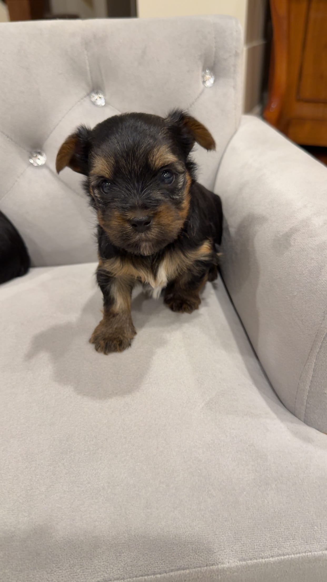 Boy AKC – Yorkshire Terrier puppy for sale in Vancouver, WA