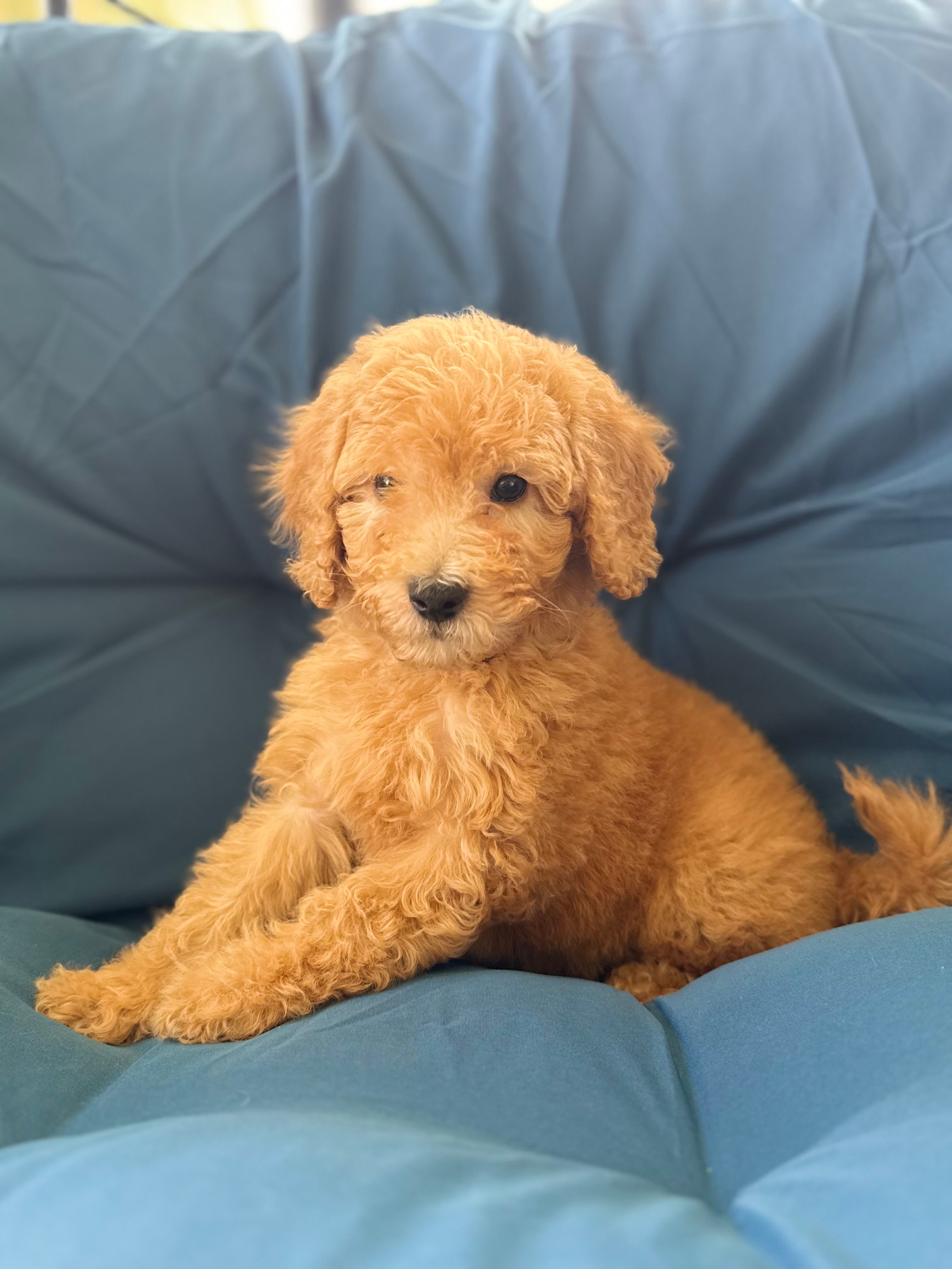 Winston – Goldendoodle, Miniature Goldendoodle puppy for sale in Phoenix, AZ