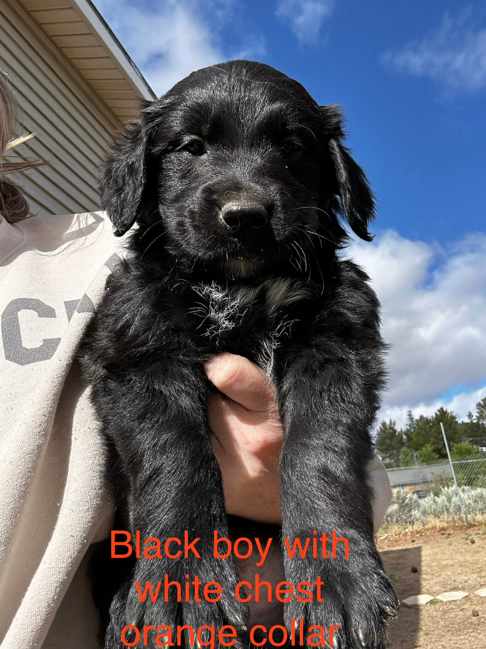 Orange Collar – Great Pyrenees, Golden Retriever puppy for sale in Hemet, CA