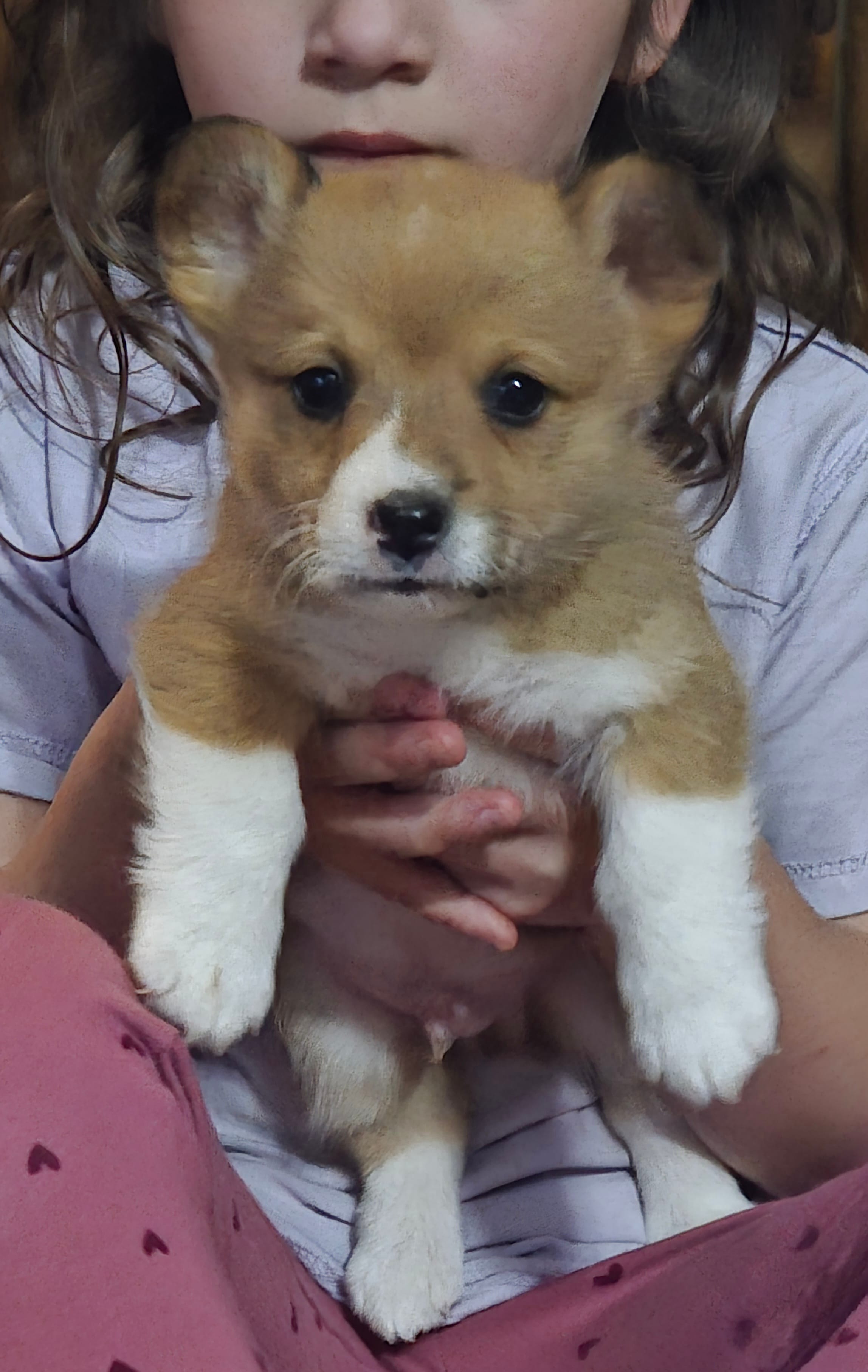 Juno – Pembroke Welsh Corgi puppy for sale in Belmont, NY