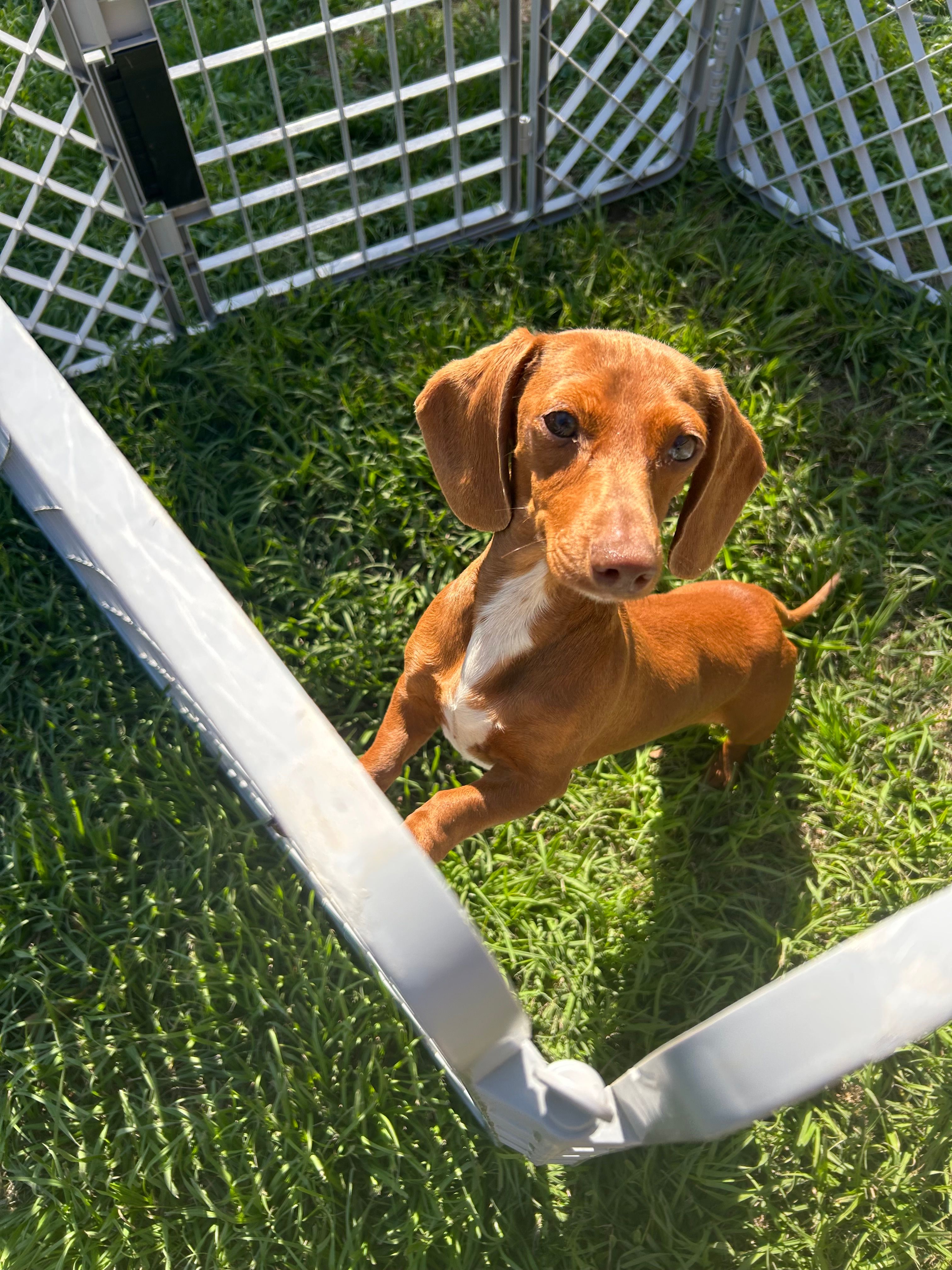 Molly – Miniature Dachshund puppy for sale in Whitehouse, TX
