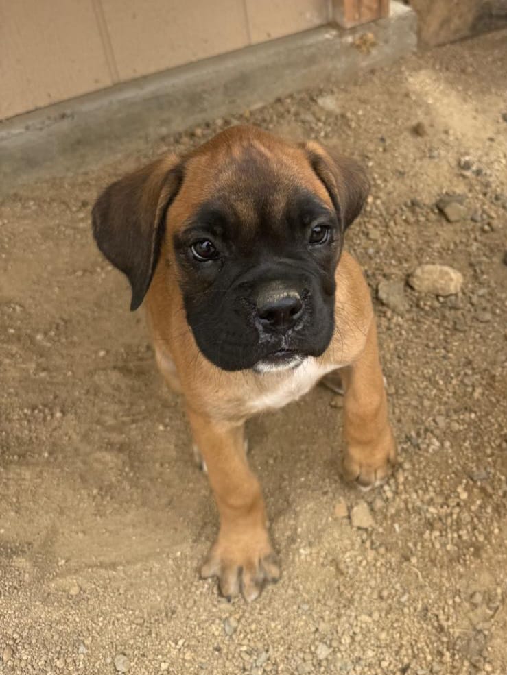 Boxer Puppy – Boxer puppy for sale in Perris, CA